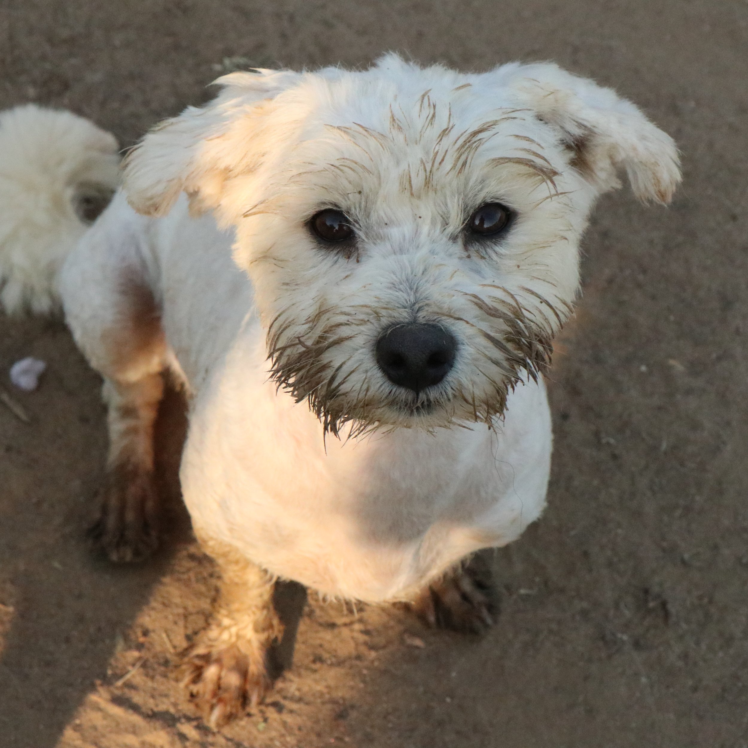 Umi_Cats & Dogs in Not_32d677b8-a789-48a1-8517-0bf0f0e97c21.JPG