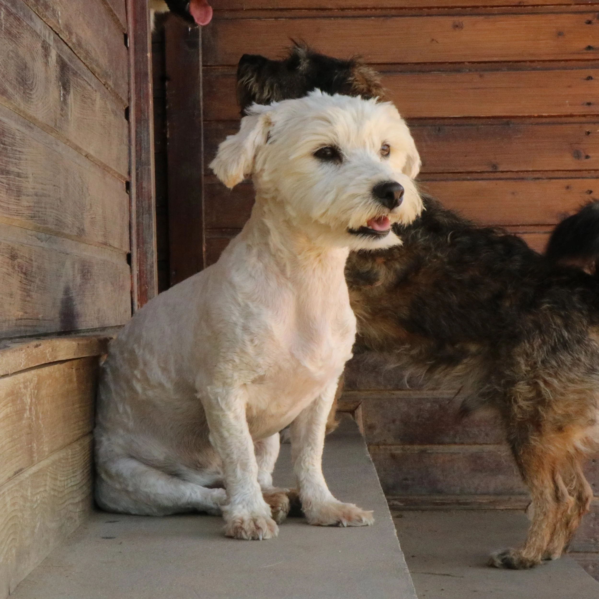 Umi_Cats & Dogs in Not_6f008957-bac5-4b25-a410-adac71e74708.JPG