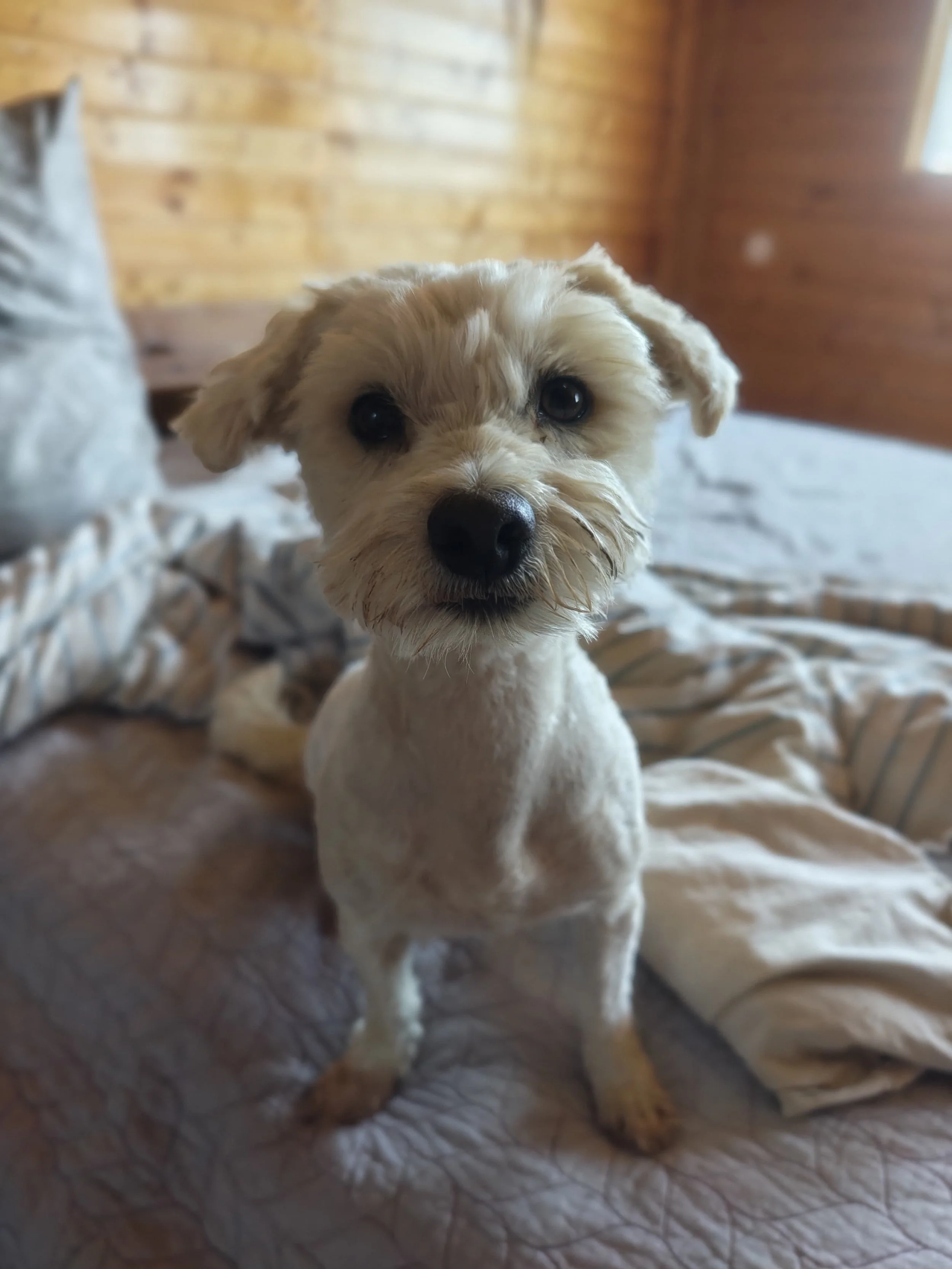 Umi_Cats & Dogs in Not_877ac960-2155-4ead-8d29-1a178033fe54.JPG