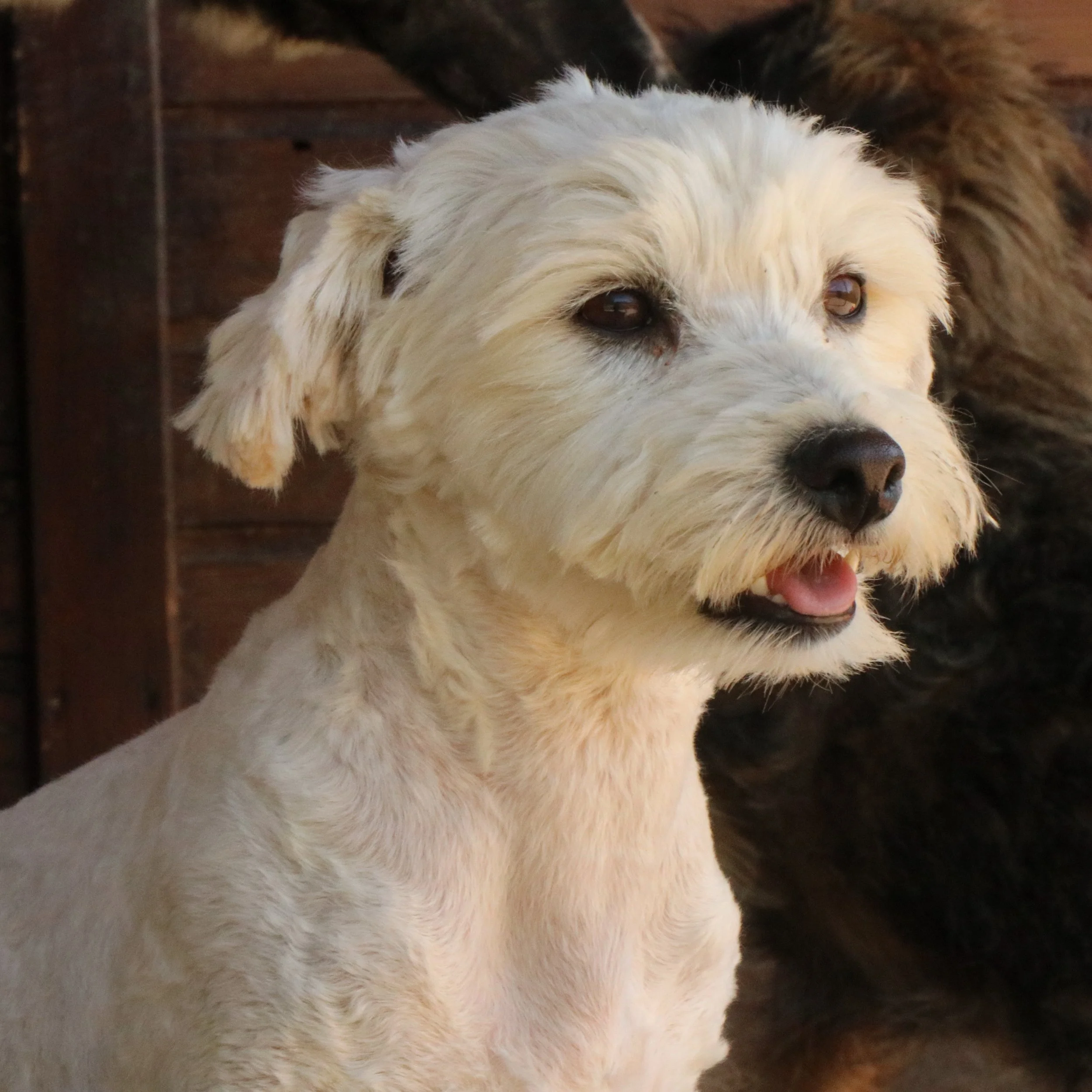 Umi_Cats & Dogs in Not_52d36900-5f22-45ec-b11e-52793b9188e6.JPG