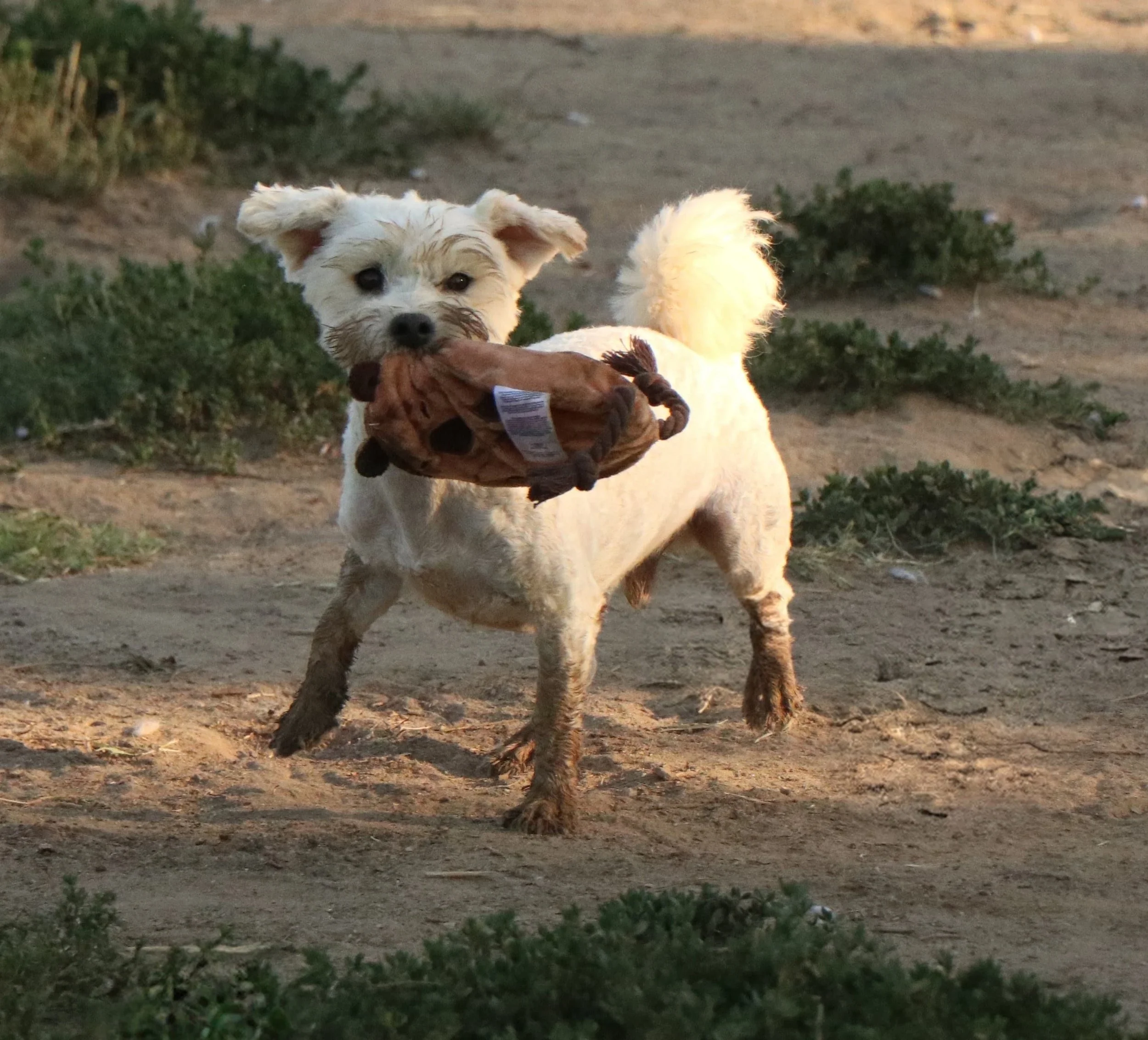 Umi_Cats & Dogs in Not_4663348d-37ce-46cb-b4ac-2960bf964208.JPG