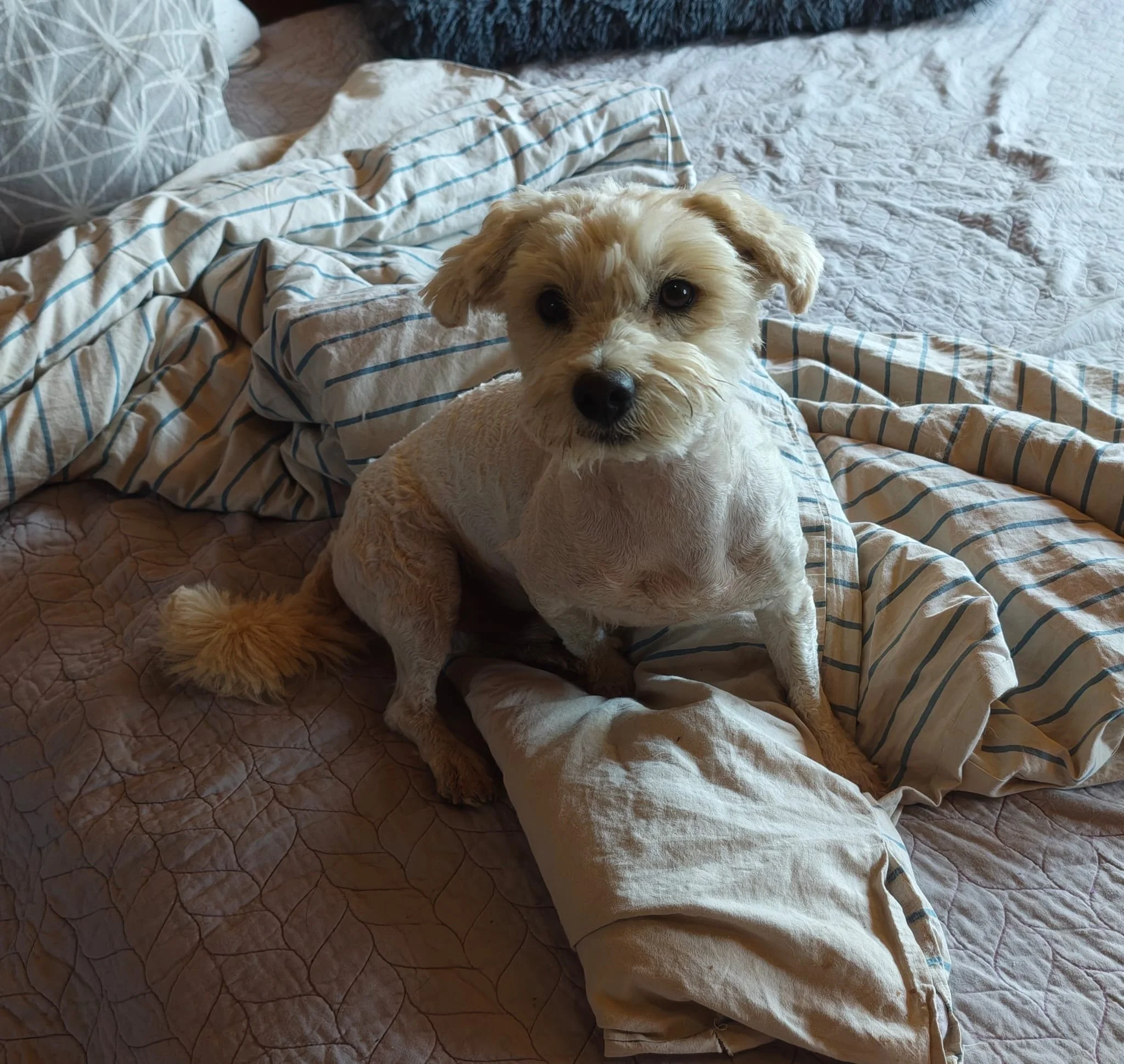 Umi_Cats & Dogs in Not_fc9fcac4-fa25-4b85-910c-4b33df7d874f.JPG