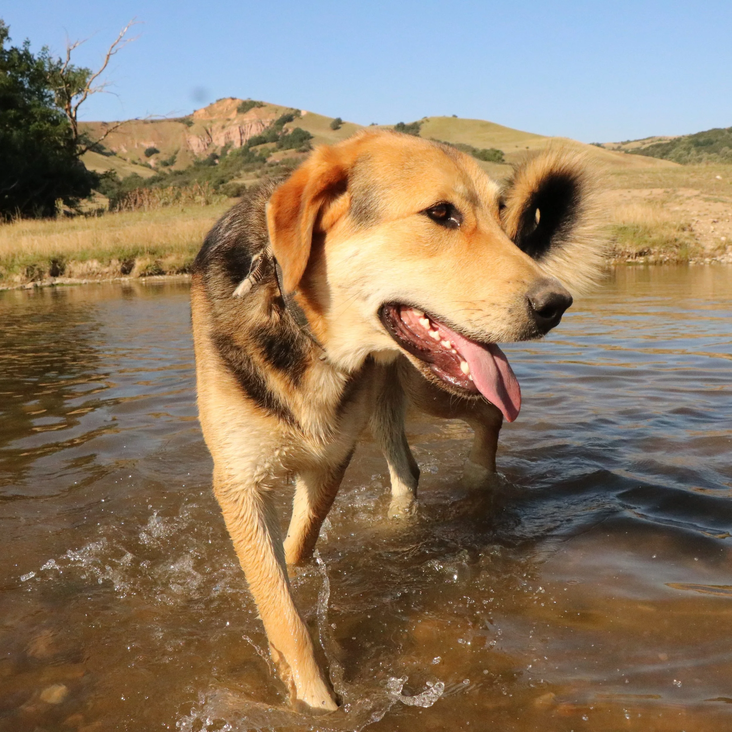 Rex_Cats & Dogs in Not_5faee79e-ebe7-4d72-bcef-9d291b5b22d3.JPG