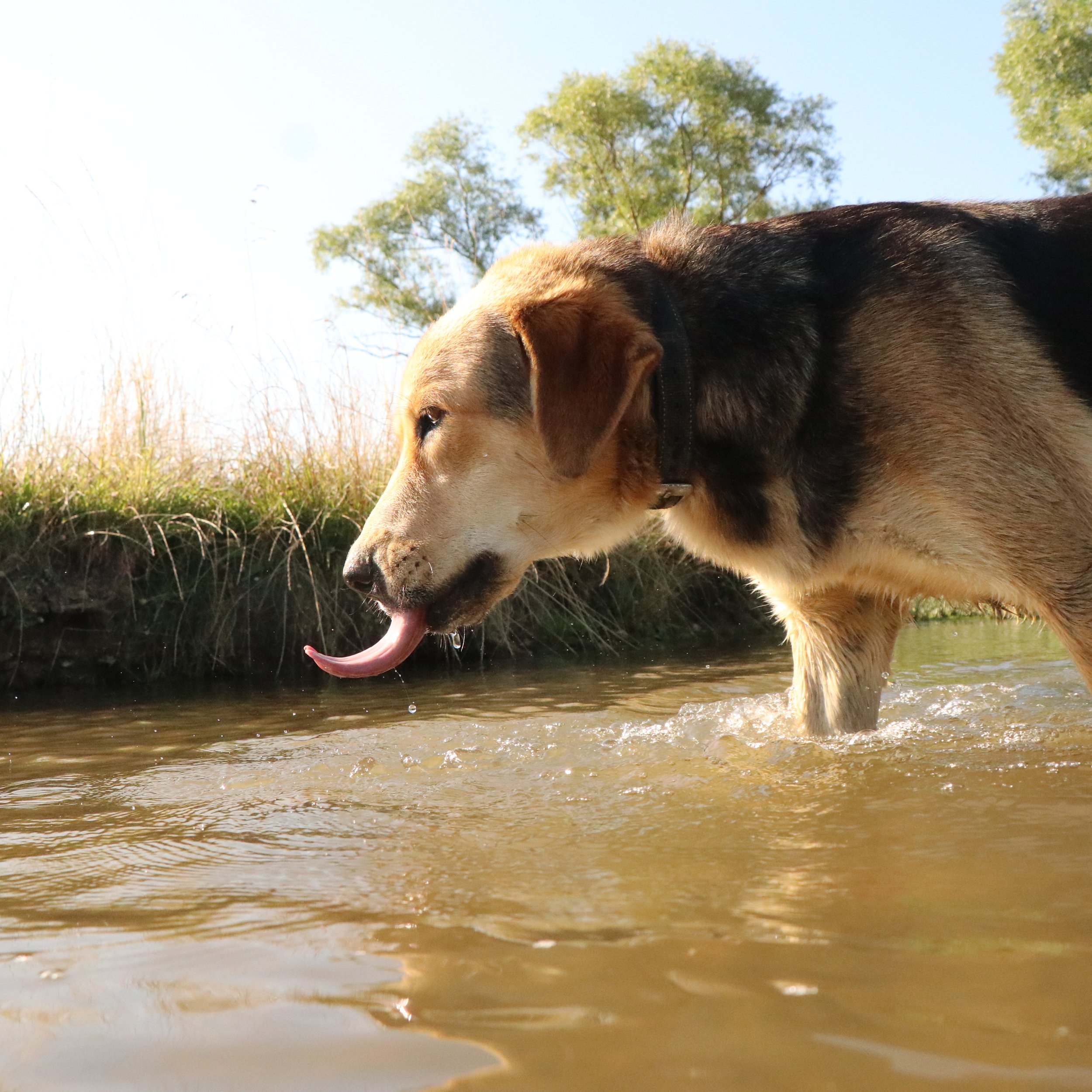 Rex_Cats & Dogs in Not_8cf6a817-03f4-42b0-9263-6ce645c0ddbc.JPG
