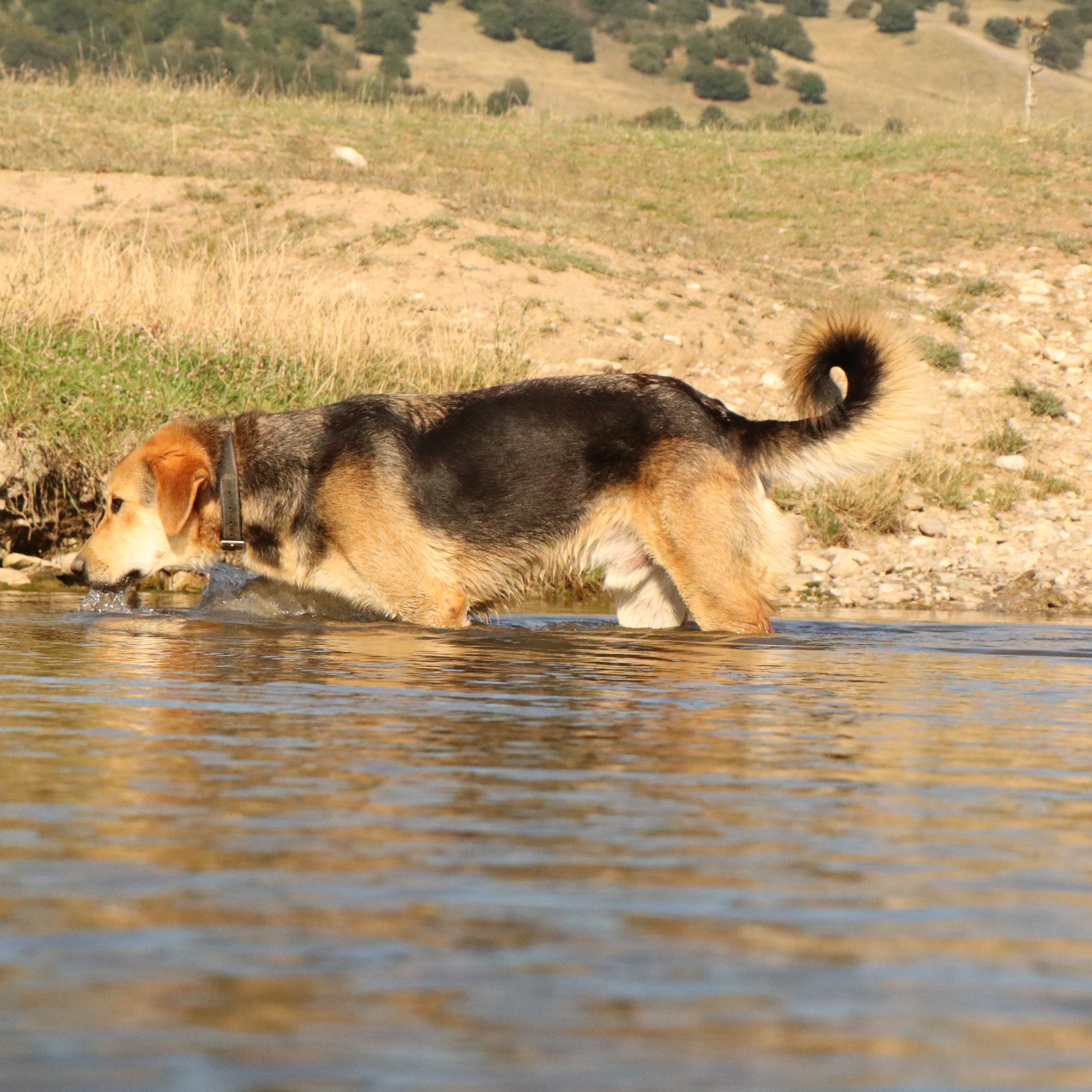 Rex_Cats & Dogs in Not_55db8139-5eb7-4716-92fb-768580a7e50d.JPG