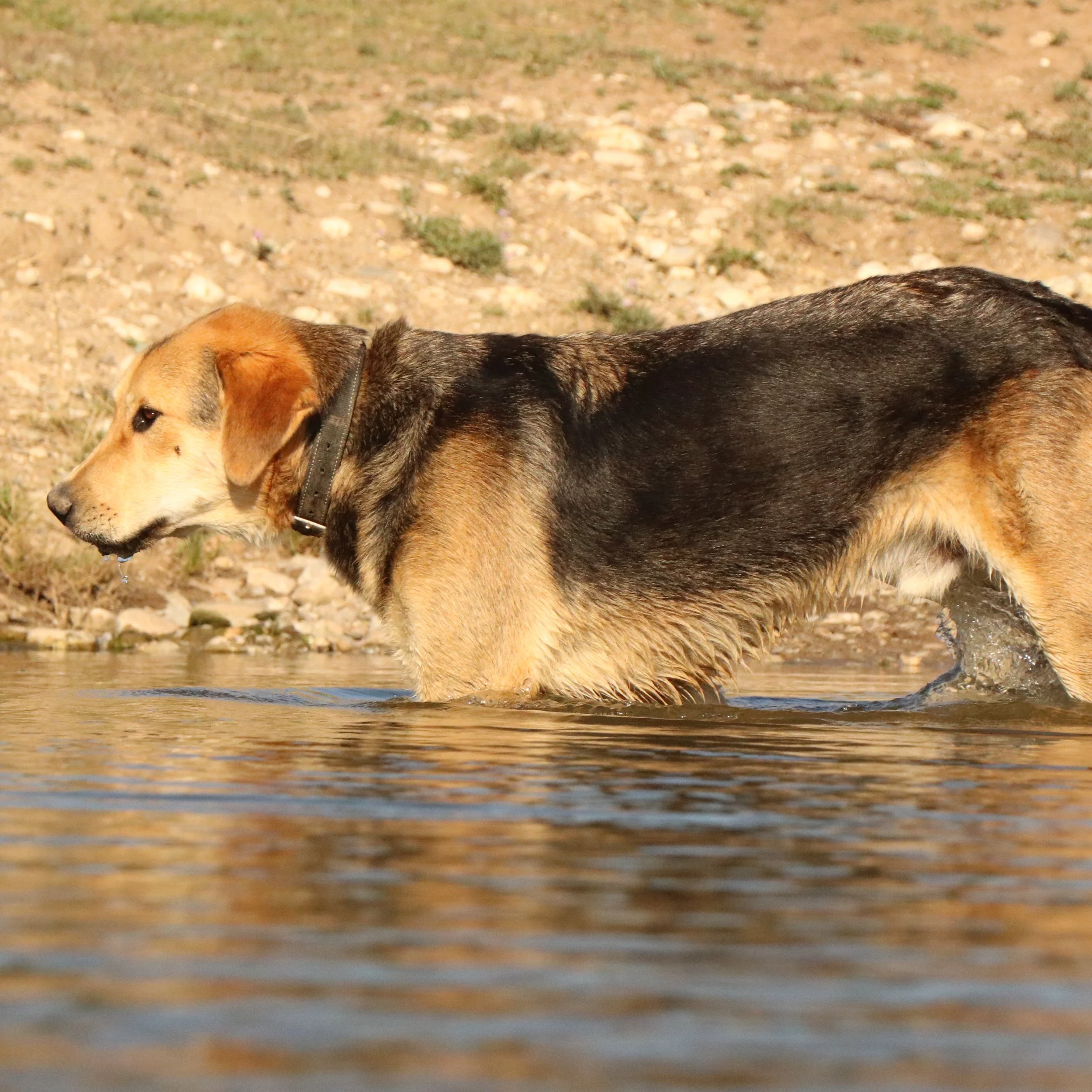 Rex_Cats & Dogs in Not_596c1369-9ba5-4327-98db-5c7a69cd18e9.JPG