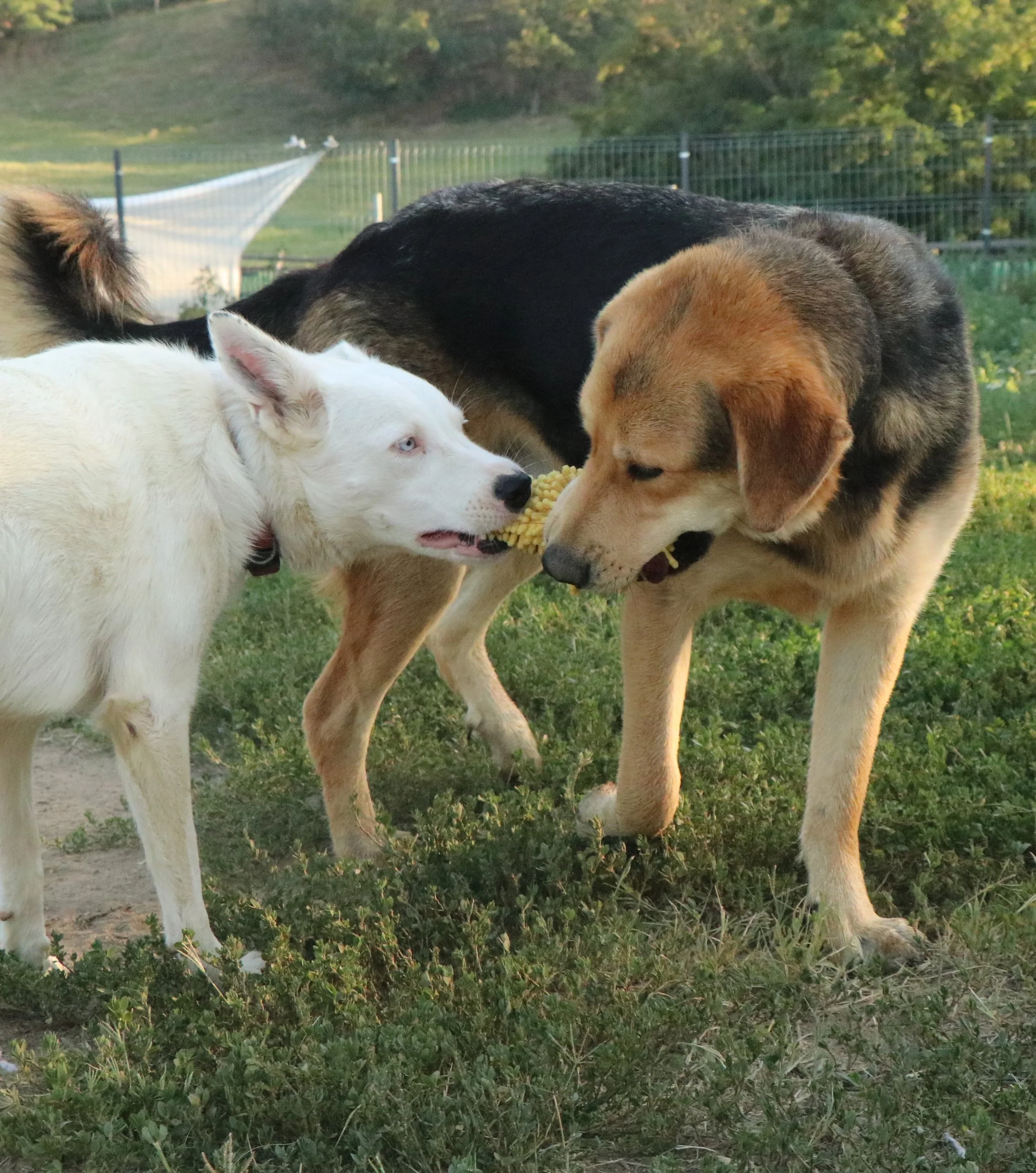 Rex_Cats & Dogs in Not_c8b1134e-0964-4e83-a23c-09897c10efb4.JPG