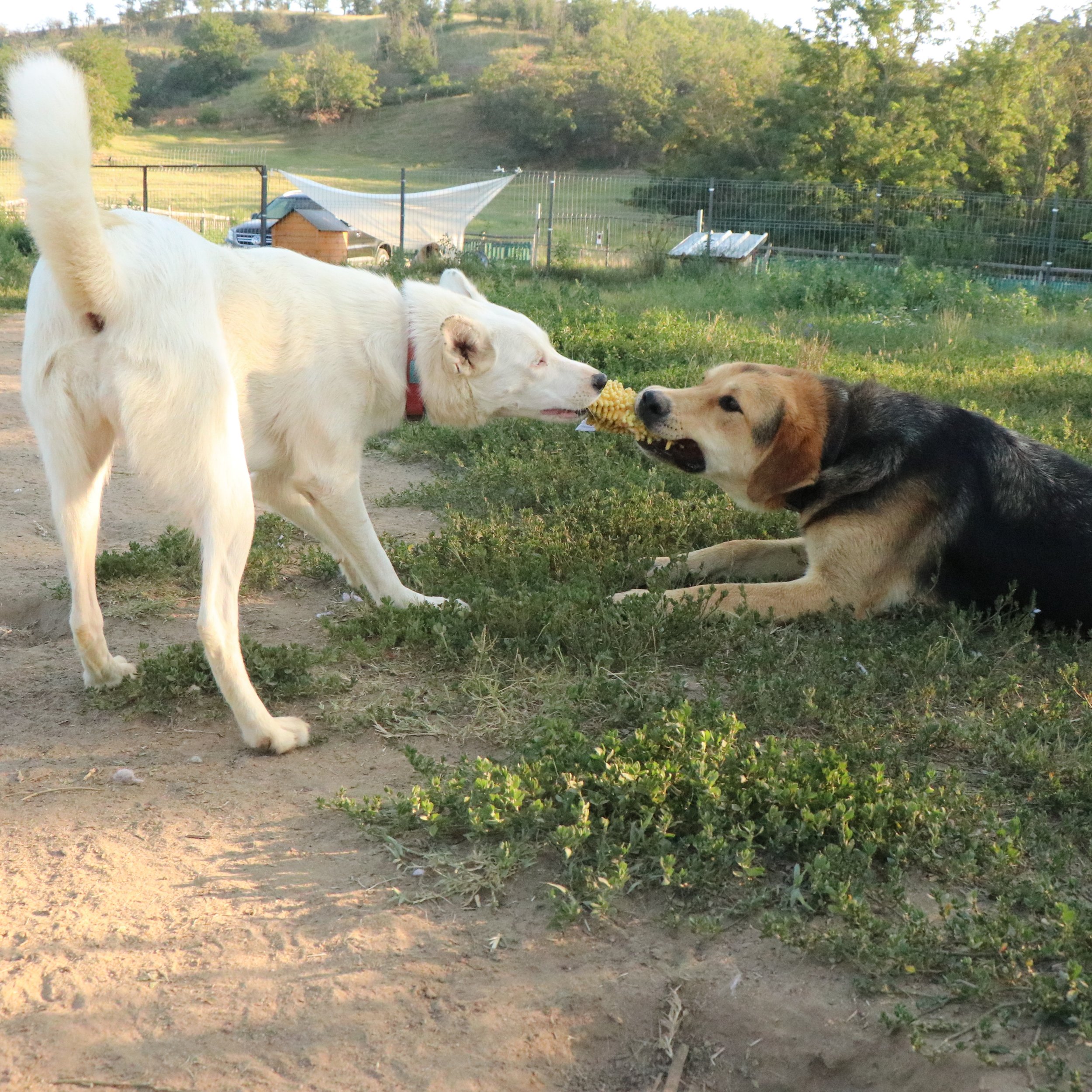 Rex_Cats & Dogs in Not_d69ccf7b-9b7e-4c62-97a2-74f280b9ebb0.JPG