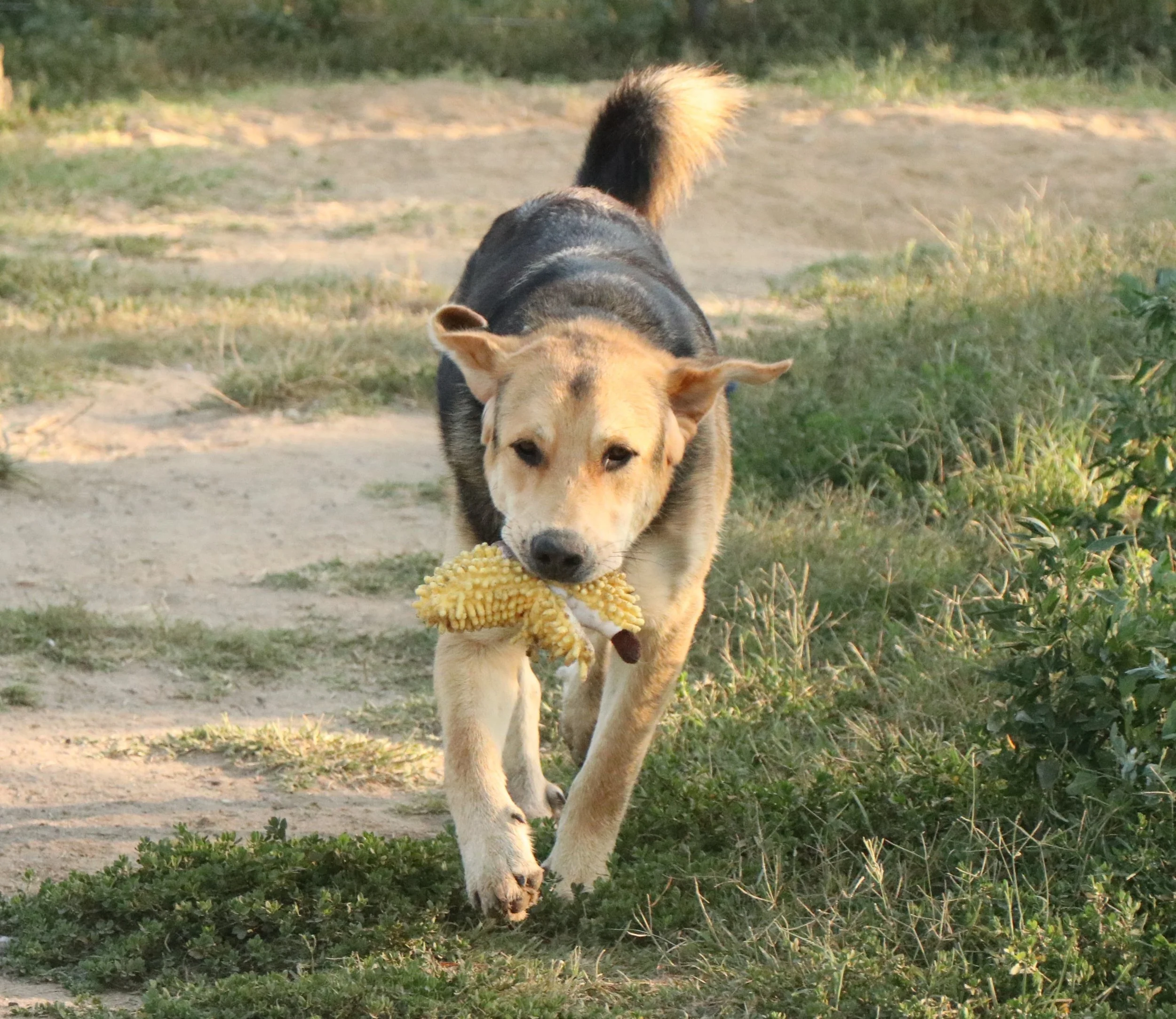 Rex_Cats & Dogs in Not_dbeb6789-3760-48fc-ac70-ba2d295866d9.JPG