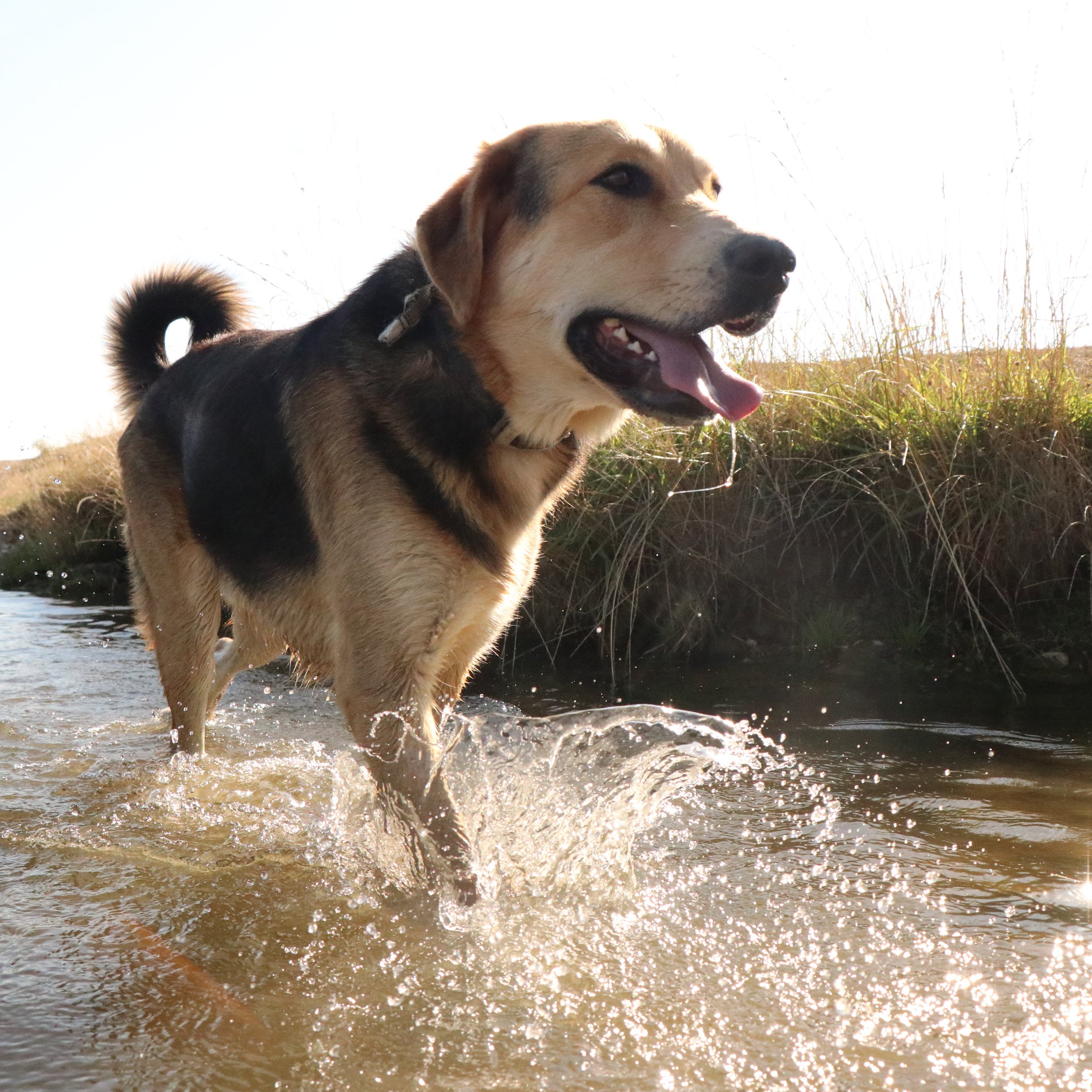 Rex_Cats & Dogs in Not_eb733c42-7be9-4c4e-8322-90a9a1e2dc95.JPG
