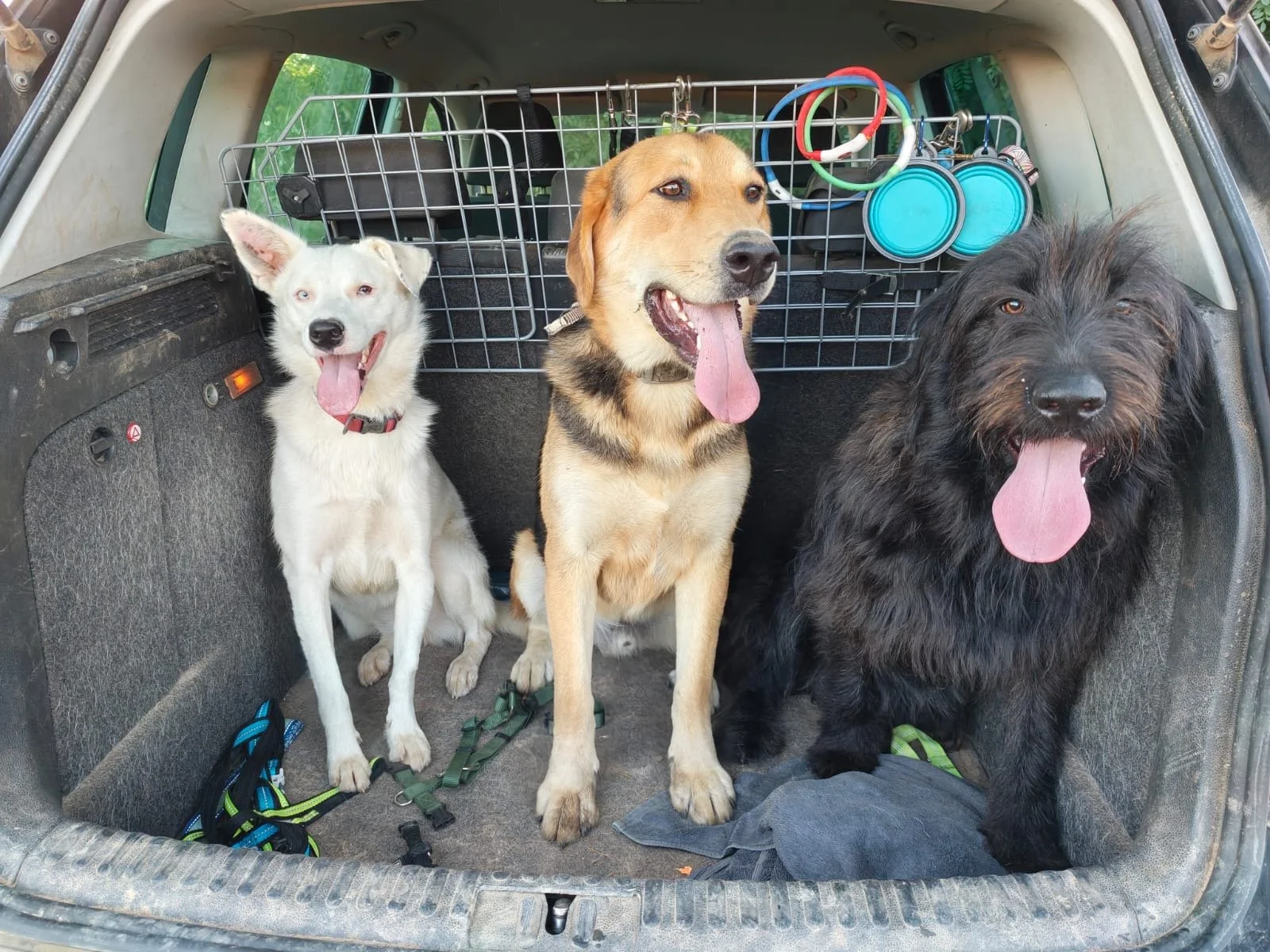 Rex & Fluffi_Cats & Dogs in Not_fd2851e4-75ac-41c7-be38-a96b5e9c7ee3.JPG