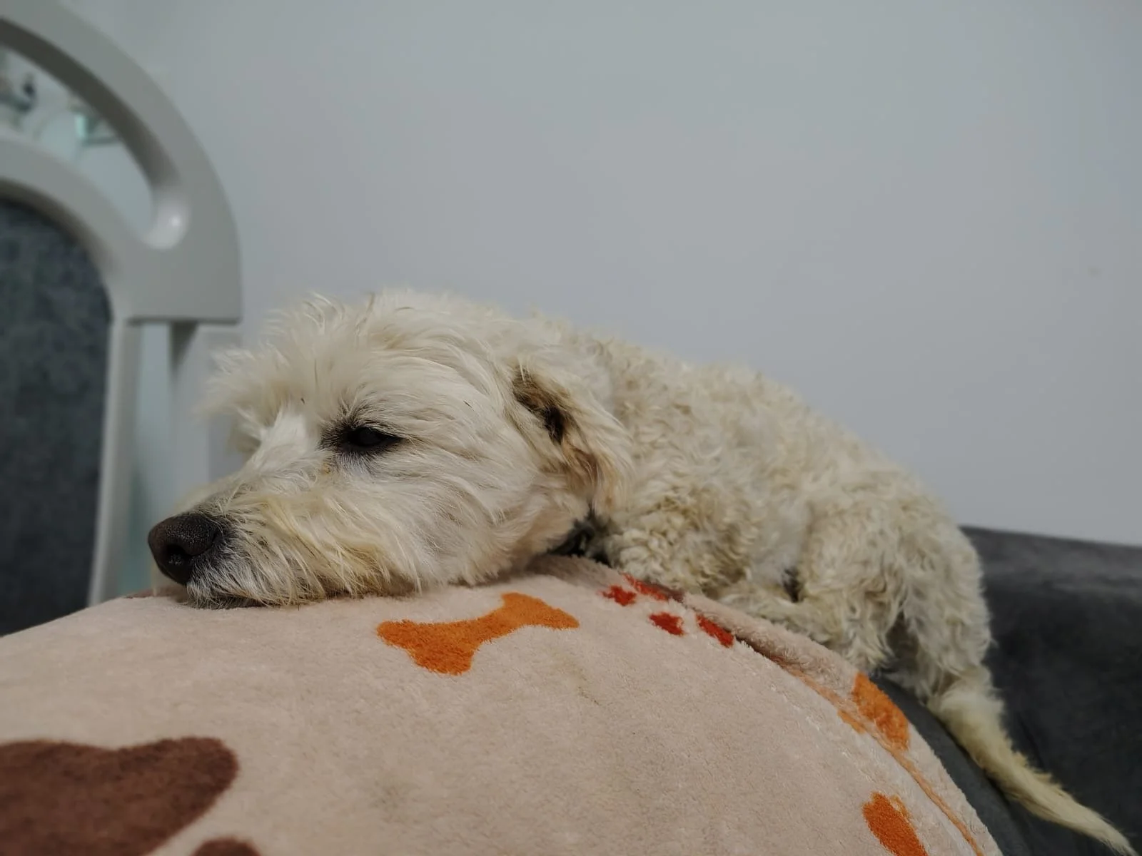 Umi_Cats & Dogs in Not_d9270298-70be-48a9-acb7-b33eacfae21f.JPG