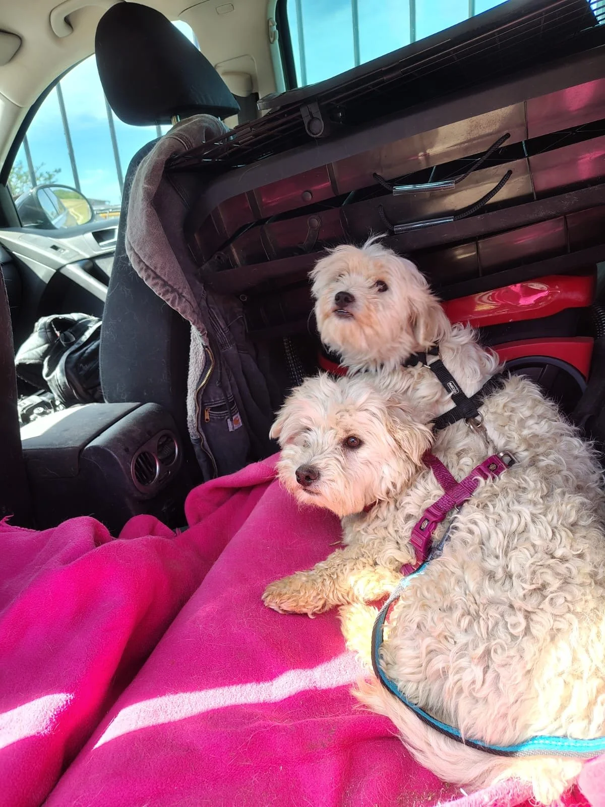 Umi_Cats & Dogs in Not_c2d3d35a-be49-49bb-b26f-969d6b0c9faf.JPG