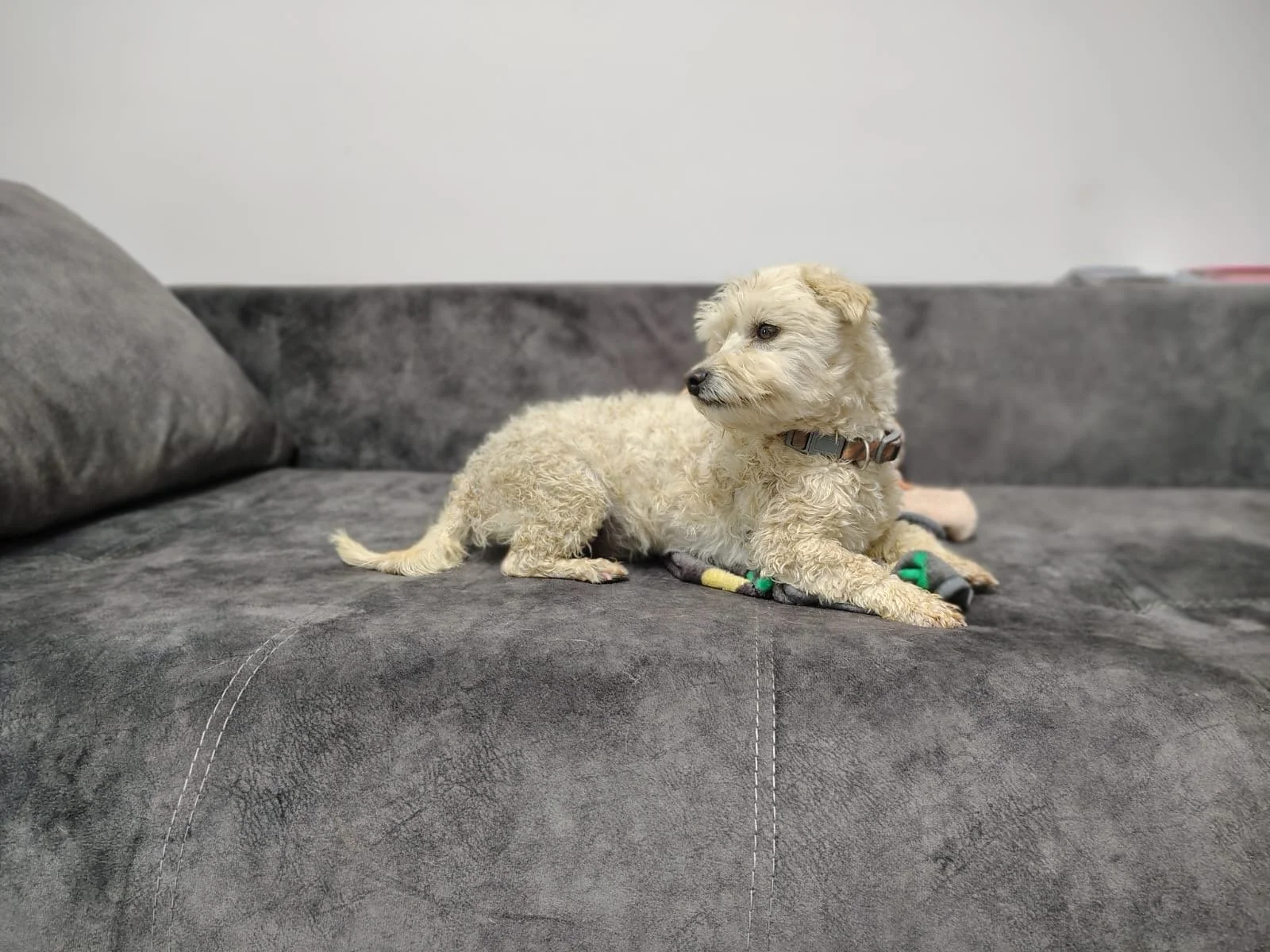 Umi_Cats & Dogs in Not_a827a28f-0664-4d8b-9956-b286dbd243f9.JPG