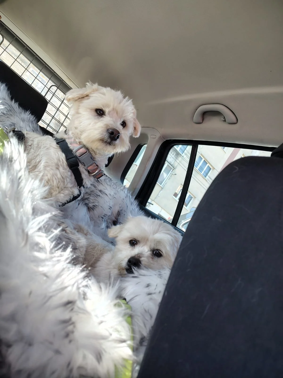 Umi_Cats & Dogs in Not_09538e6a-4ebd-4fe9-aadd-97e4d236cd93.JPG