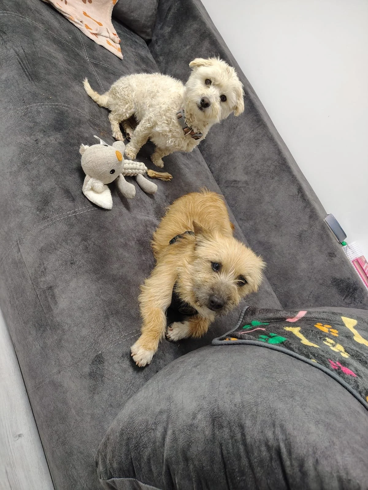 Umi_Cats & Dogs in Not_432f8394-11bc-498c-bac0-86575a7adfa0.JPG