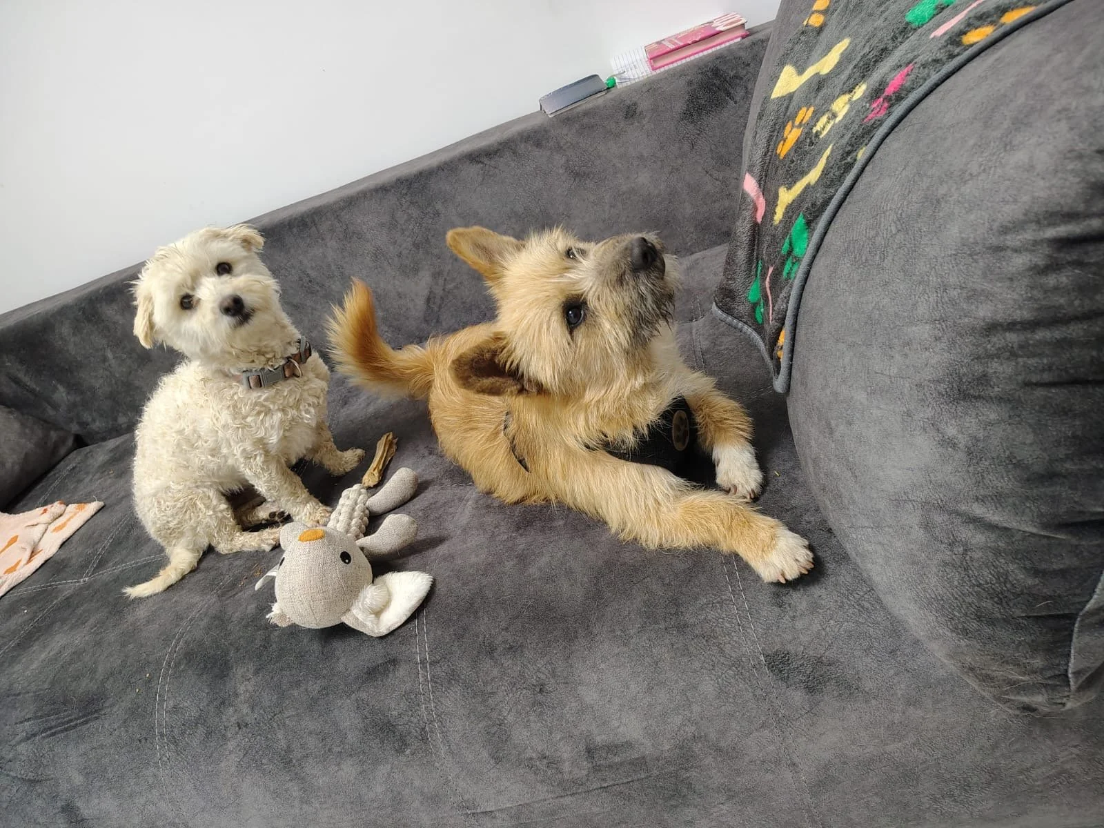 Umi_Cats & Dogs in Not_51a88ce6-edf2-4228-ab99-fbfccad17f5b.JPG