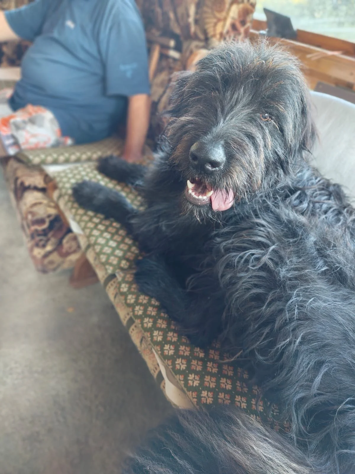 Fluffi_Cats & Dogs in Not_6a8c8ac6-ed44-4432-bace-33cc60313e24.JPG