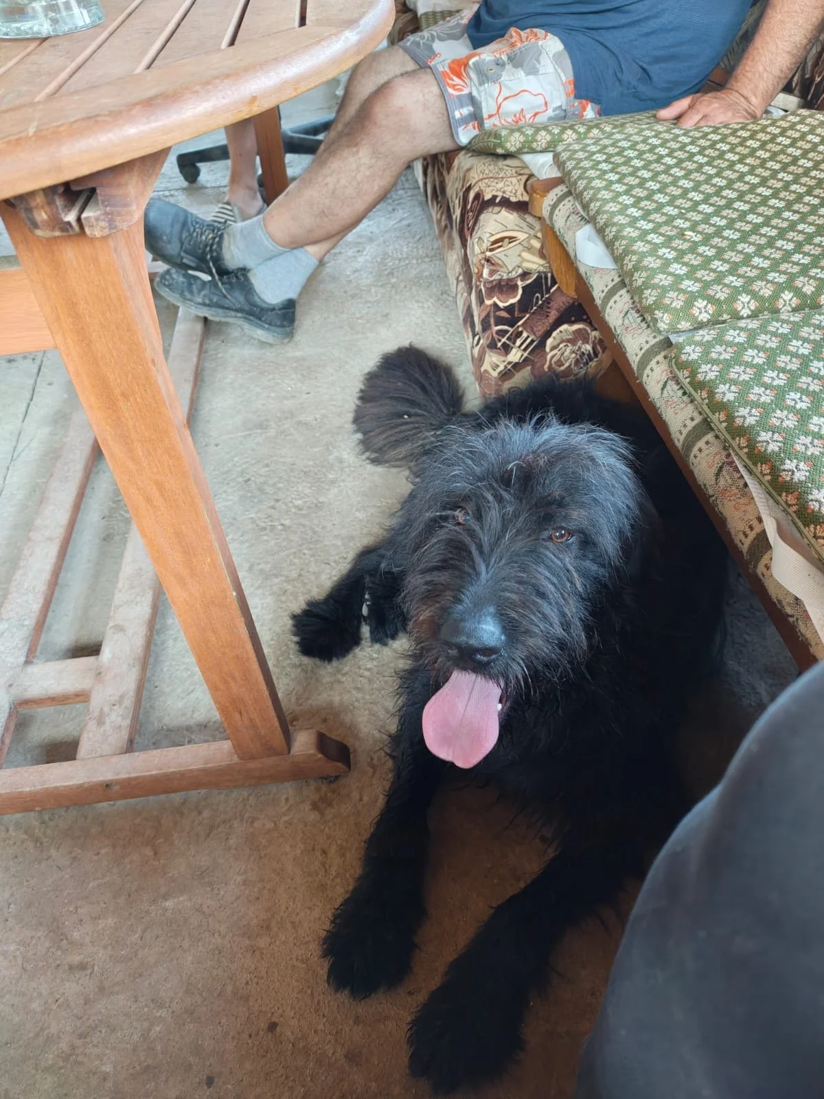 Fluffi_Cats & Dogs in Not_6215711f-5005-45ba-952d-d10666e1169f.JPG