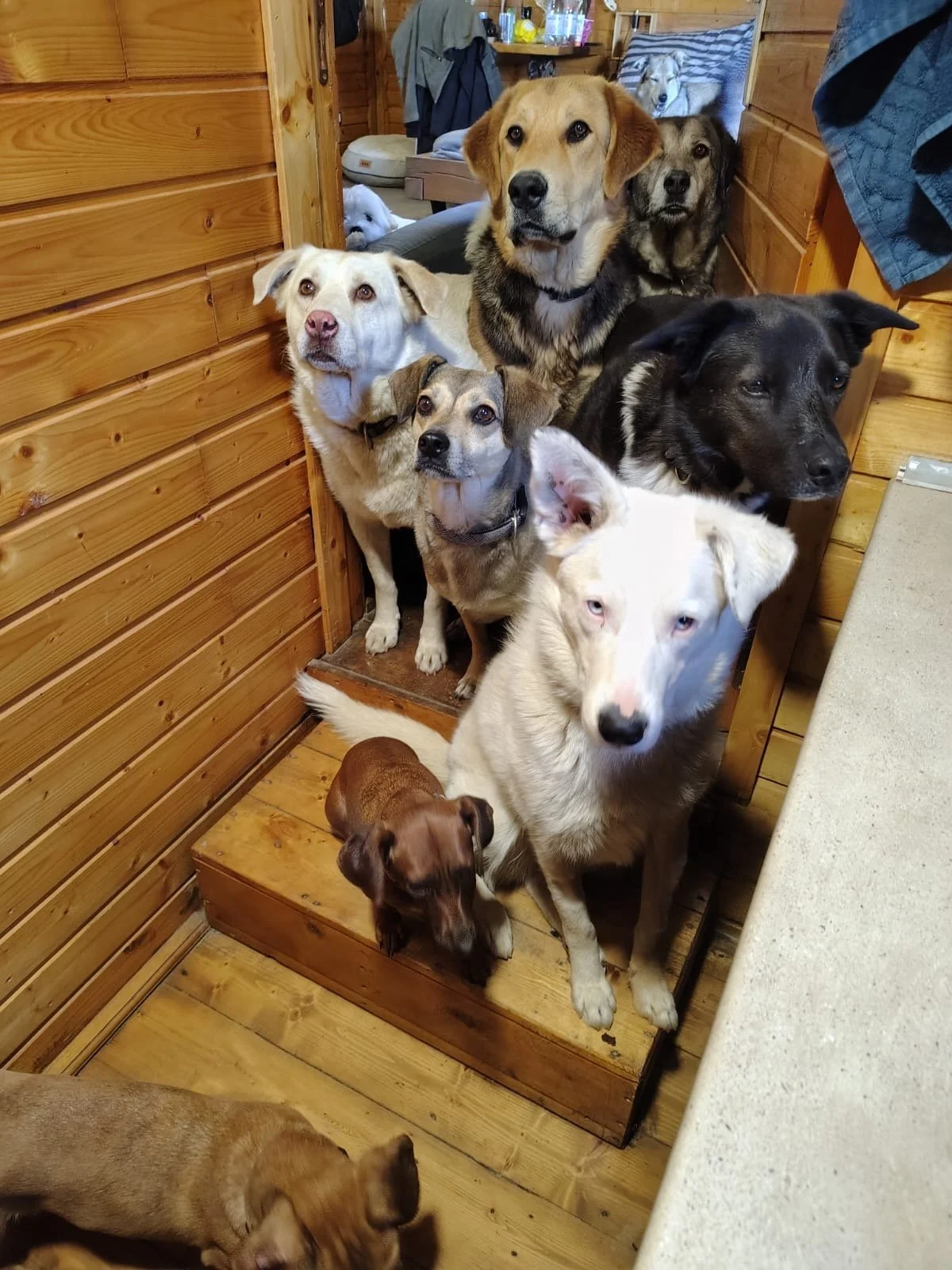 Rex_Cats & Dogs in Not_52d2207b-85cf-47e4-95bd-647c6da78b37.JPG