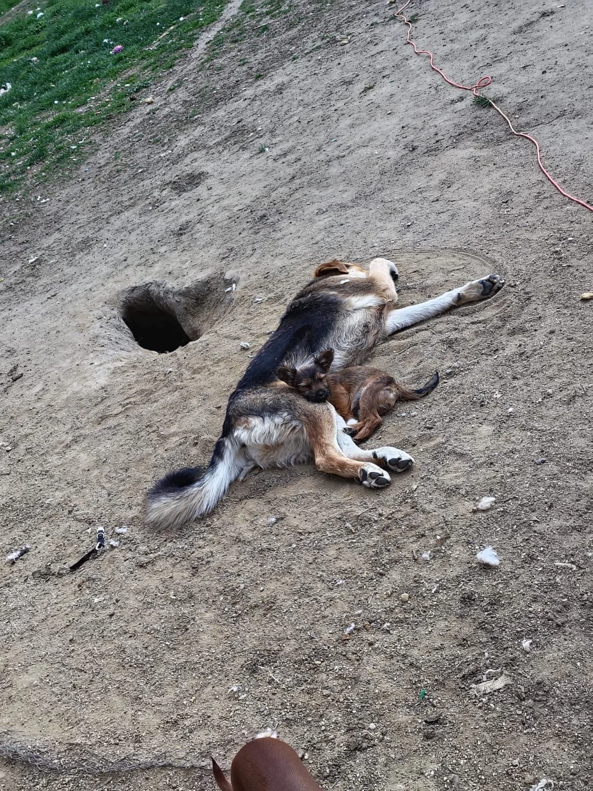 Rex_Cats & Dogs in Not_3793e07d-a2da-4bf5-82fc-69810baf94d9.JPG