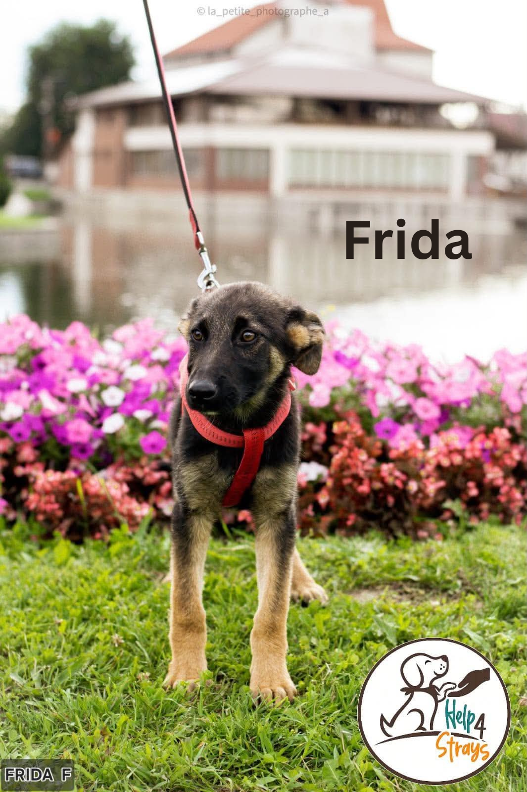 Frida.png