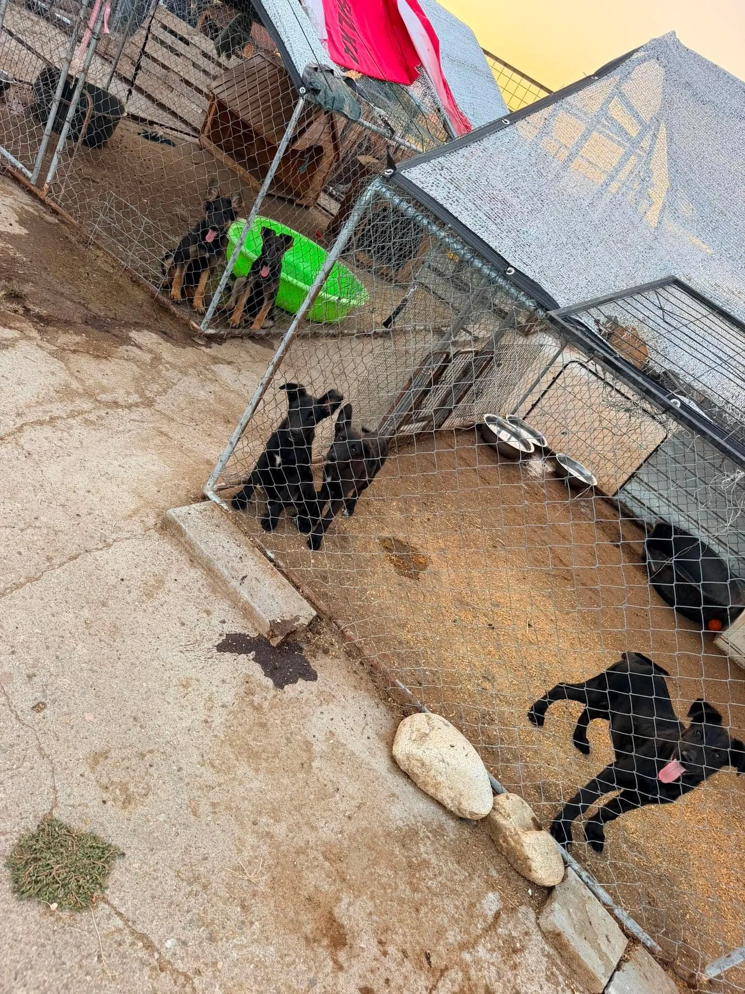 Schäfervalparna_b821c580447bde89861b12edb5d2a795.JPEG