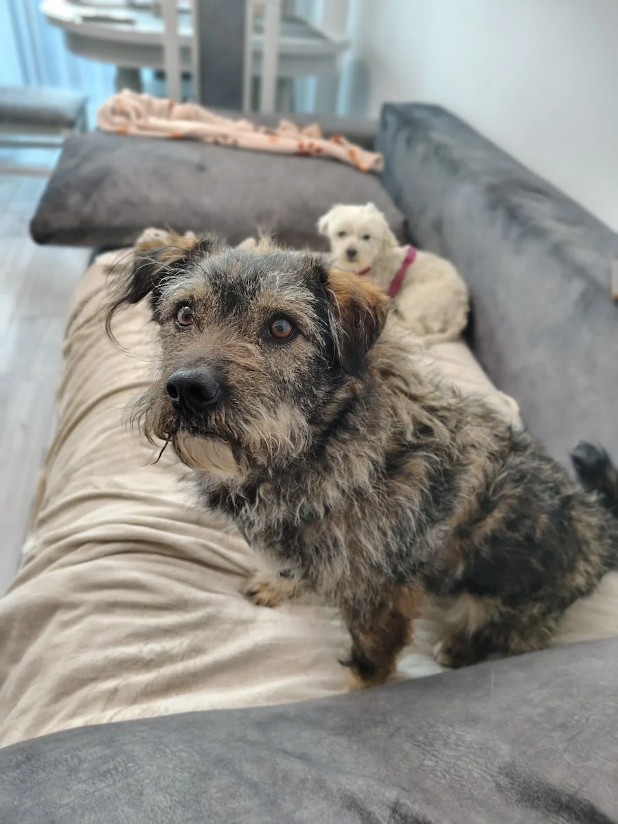 Rufus1.jpeg