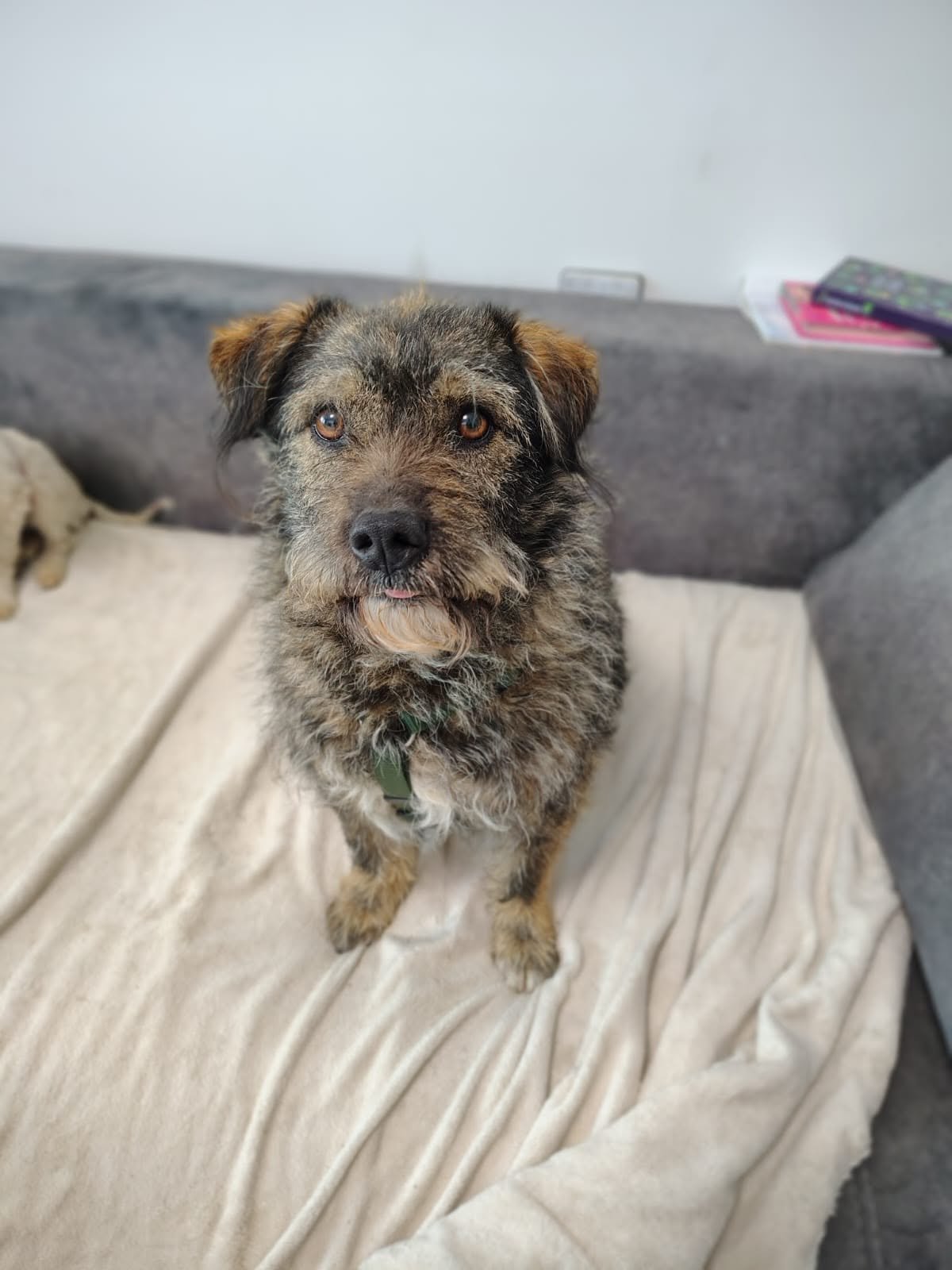 Rufus_b041667d-4ef9-4764-b340-dcf7c2522c7e.jpeg