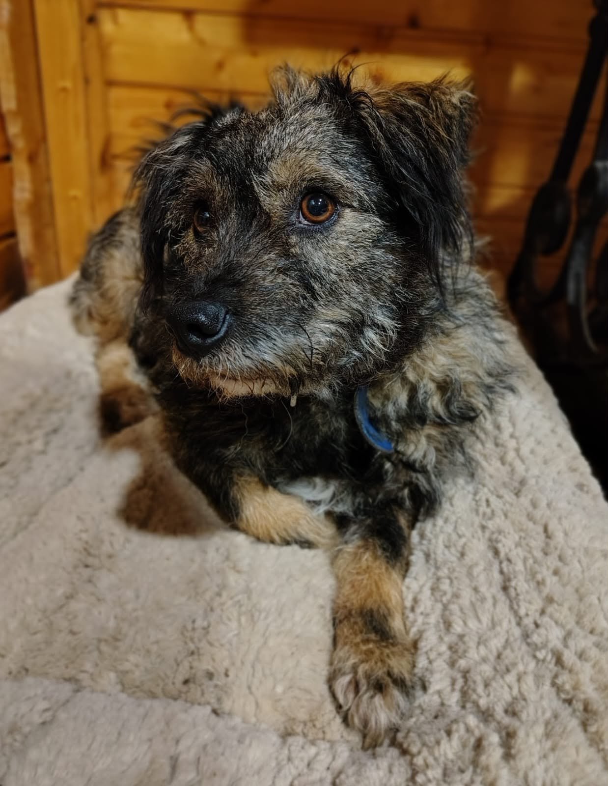 Rufus_b79b890d-7c4a-4846-8d6f-afd5d21782d8.jpeg