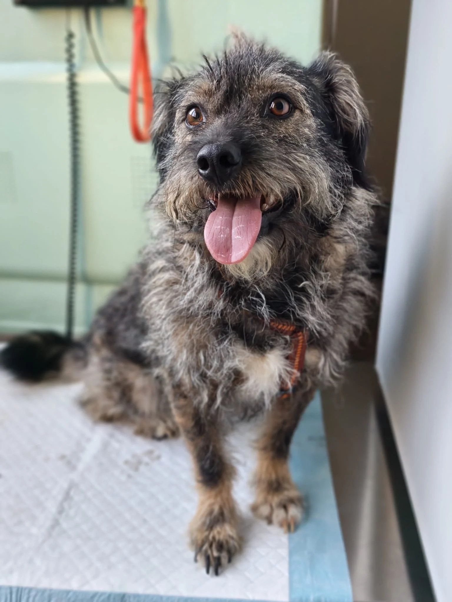 Rufus_aa54b376-10c4-40f5-b92b-e55d1a8e8498.JPG
