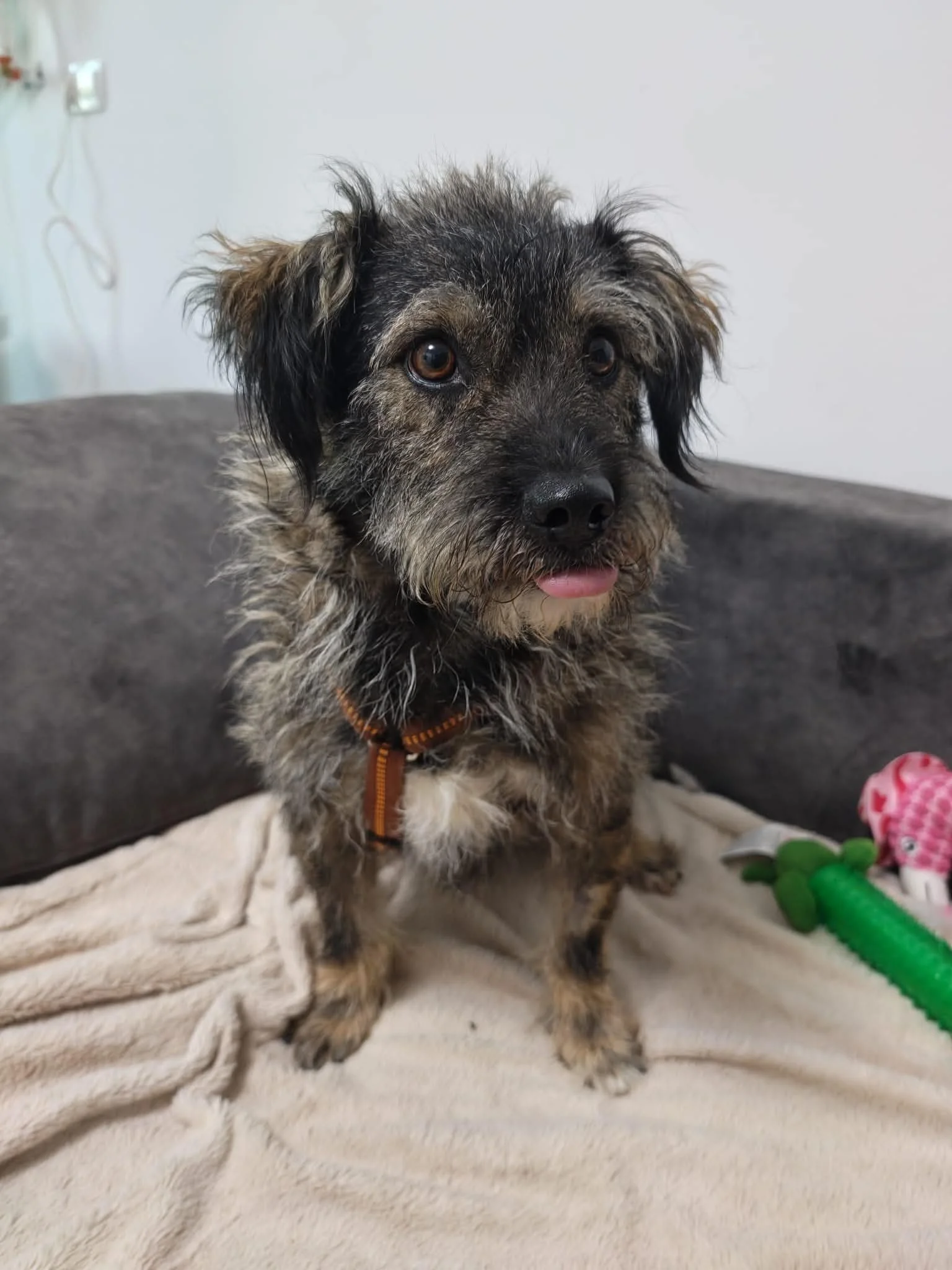 Rufus_122c4f58-2e81-40c2-b747-ef6105e198f7.jpeg