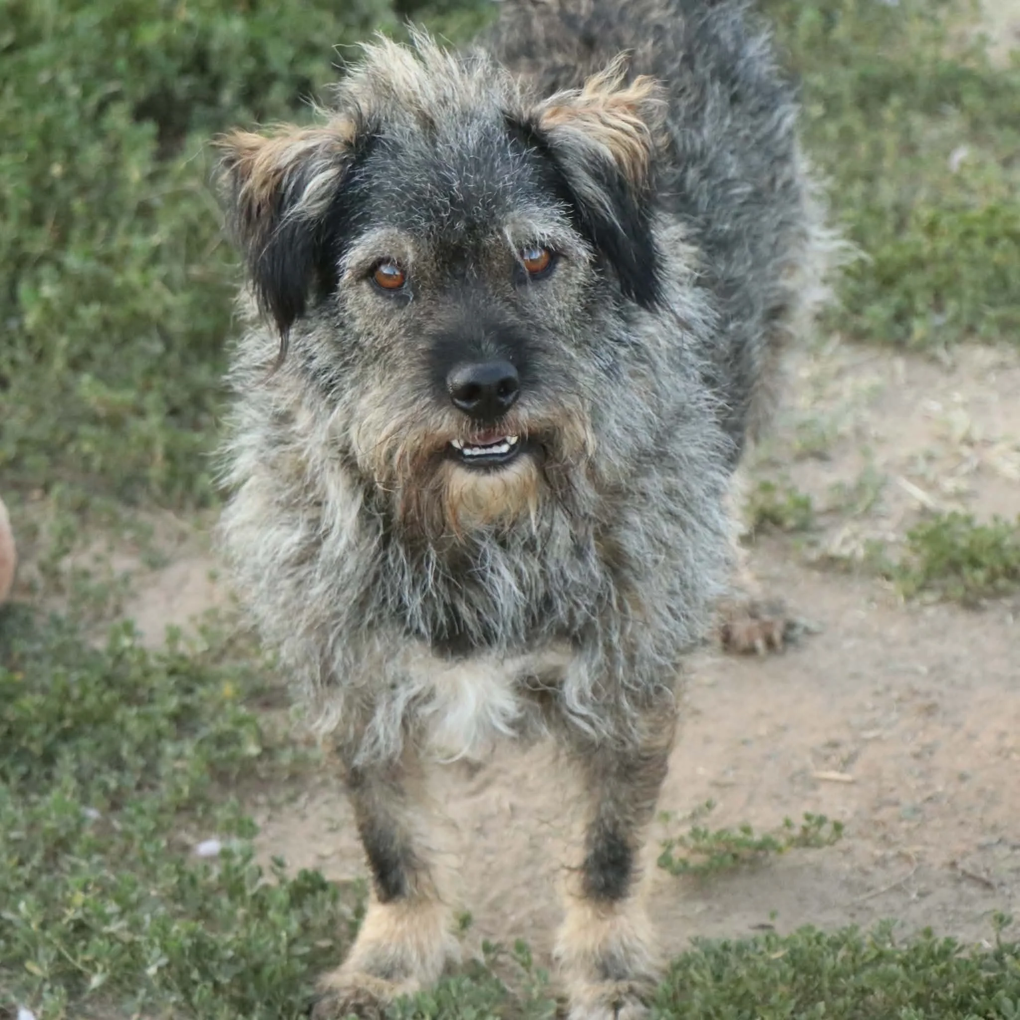 Rufus_2ca82866-775d-49ac-b669-97b3ca1452e1.jpeg