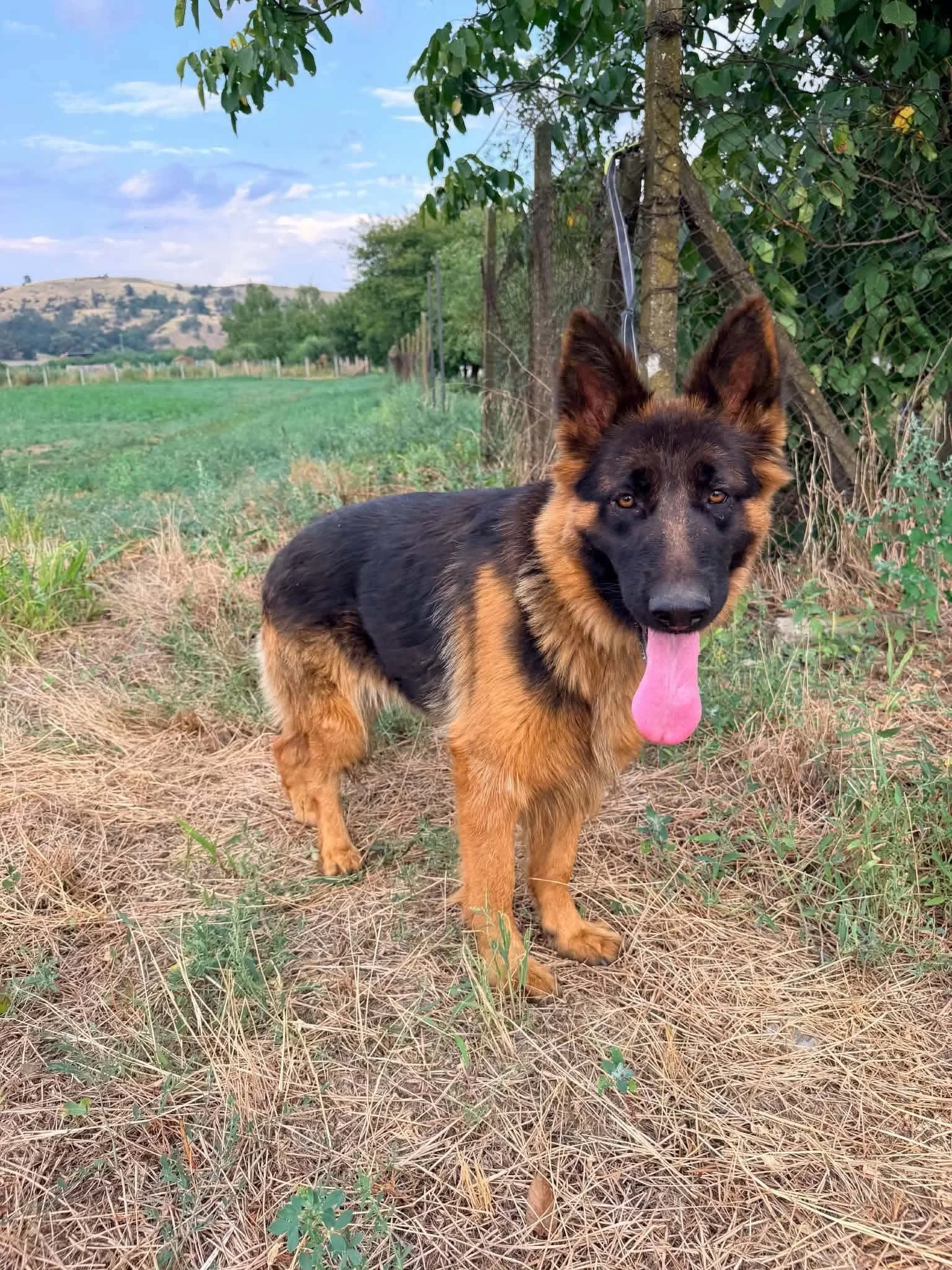 Chica_3acd2f463ac23895a26e153e03aedba5.JPEG