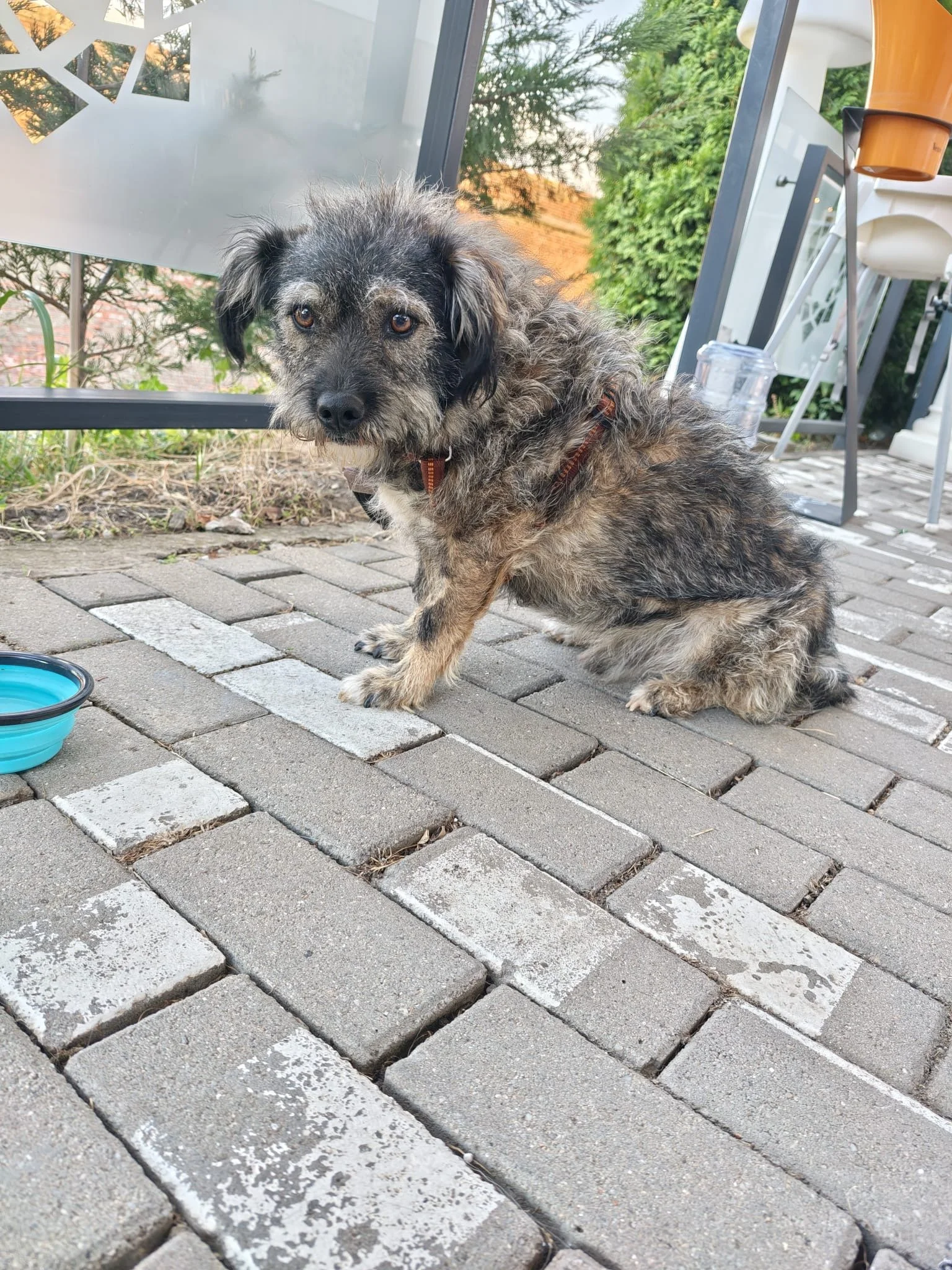 Rufus_fd6baf7b-2c97-41ed-9362-15e9d3ab58cb.JPG