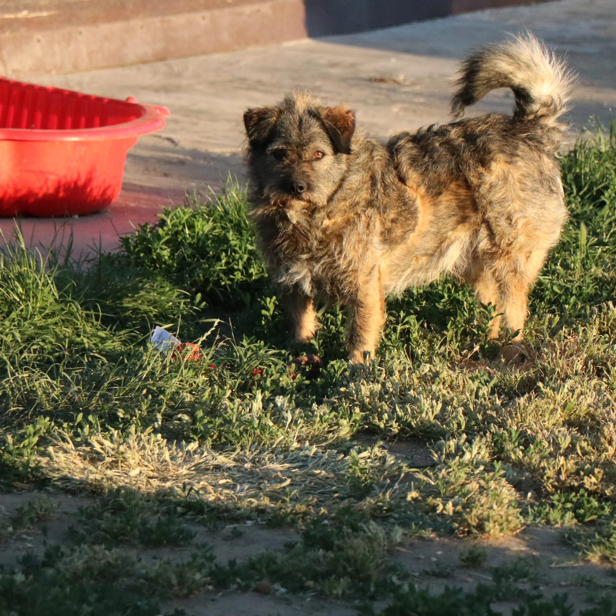 Rufus_b03b187c-f589-41f7-91c3-71be6a5b0f09.JPG