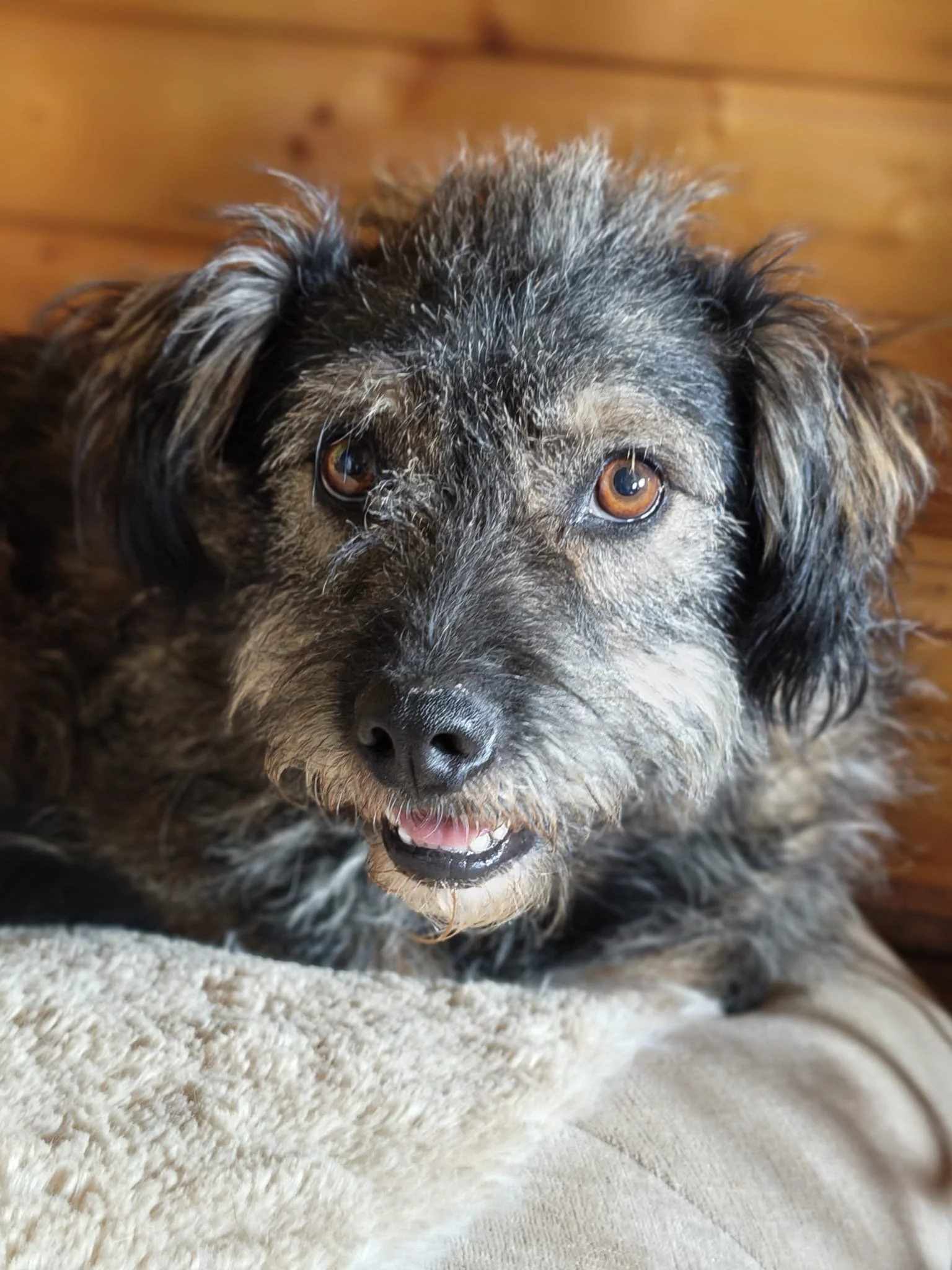 Rufus_b7d7605b-9463-424d-a50f-795c64c07ae2.JPG