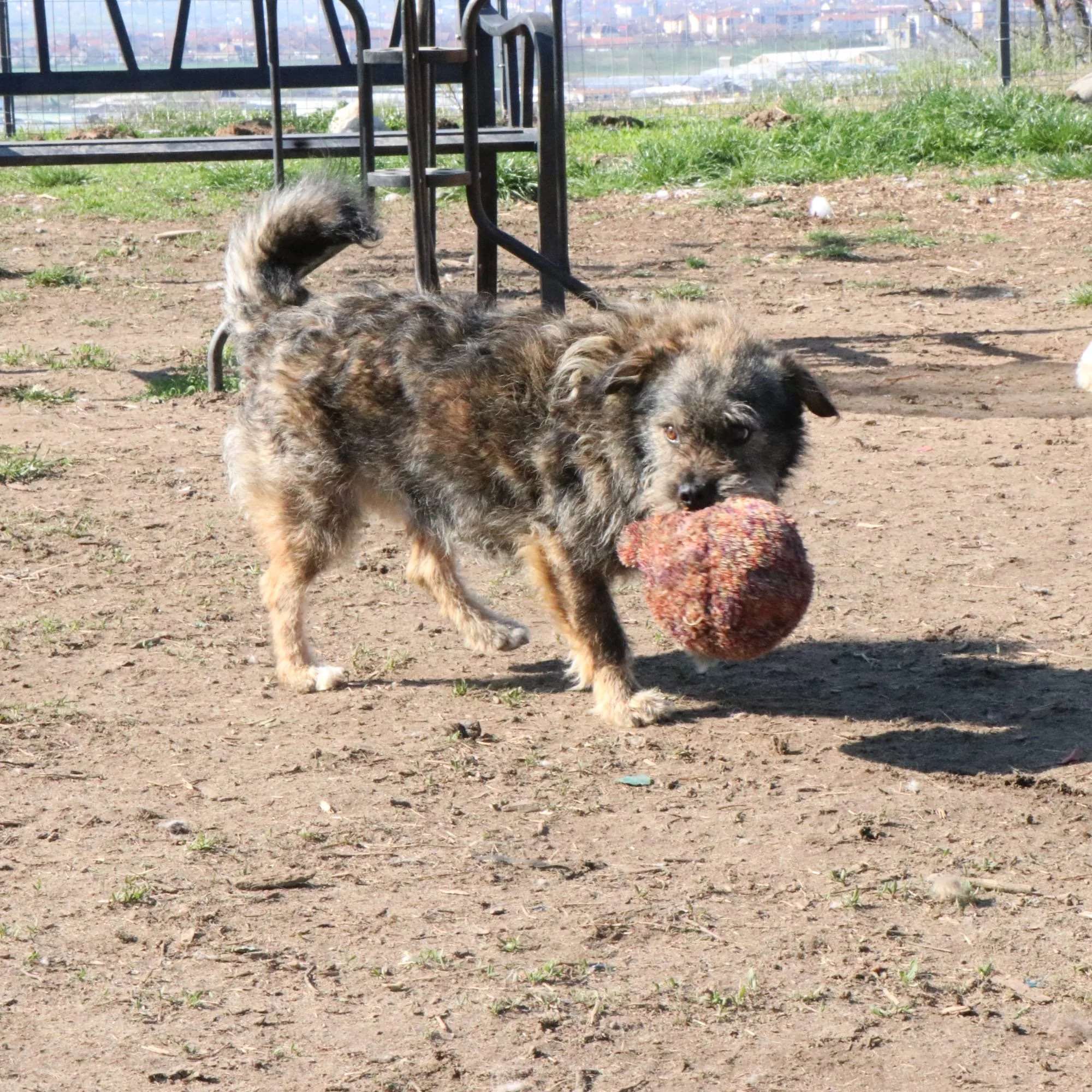 Rufus_bf185b04-c9e4-45ee-ae85-dda2fdb9b5eb.JPG