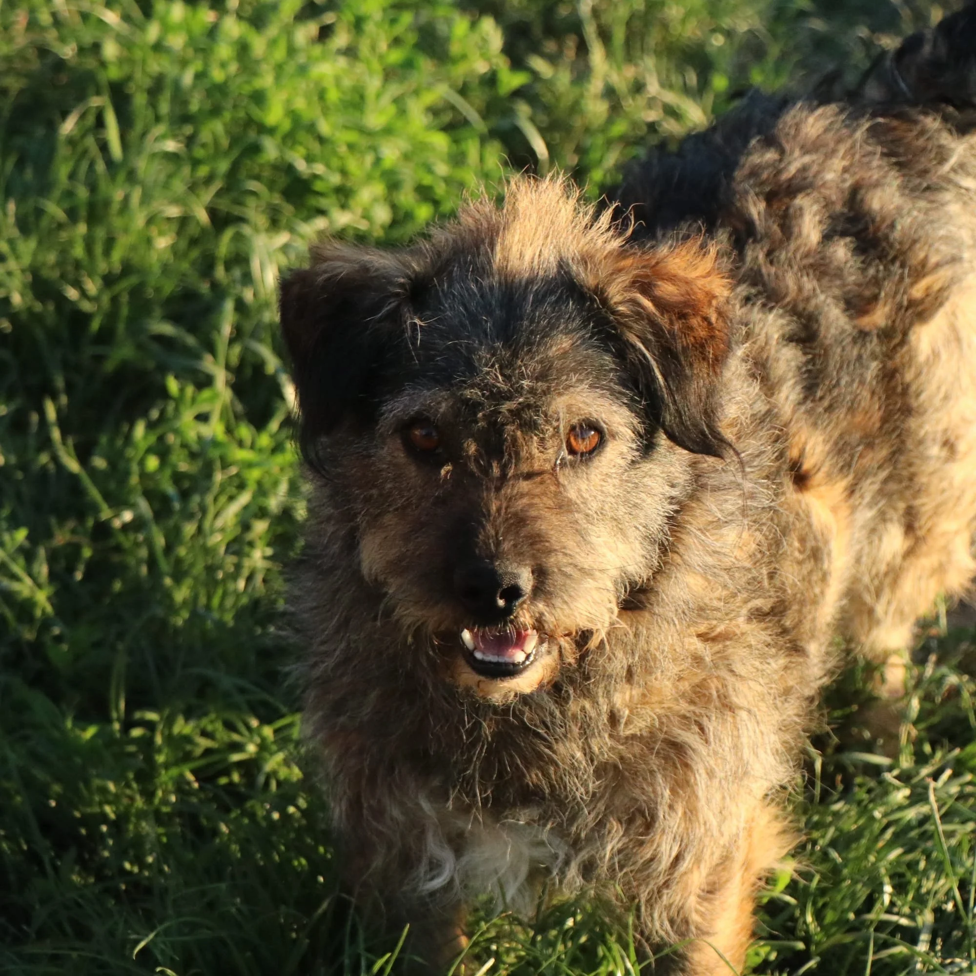 Rufus_c18fad0f-40cc-4c9e-a4b7-2dabc7fafac5.JPG