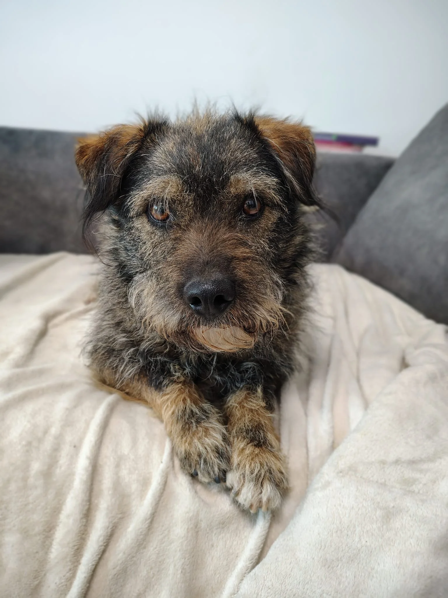 Rufus_c53055e5-6f01-4656-8e8e-76ffad63dcac.JPG
