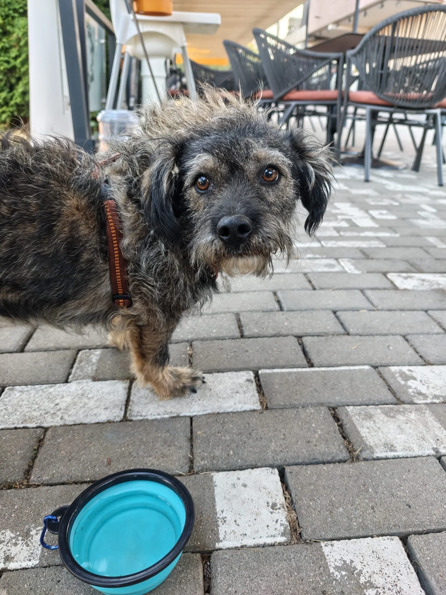 Rufus_e3a1b5ab-f801-4d4f-9b2d-1863eb40853e.JPG