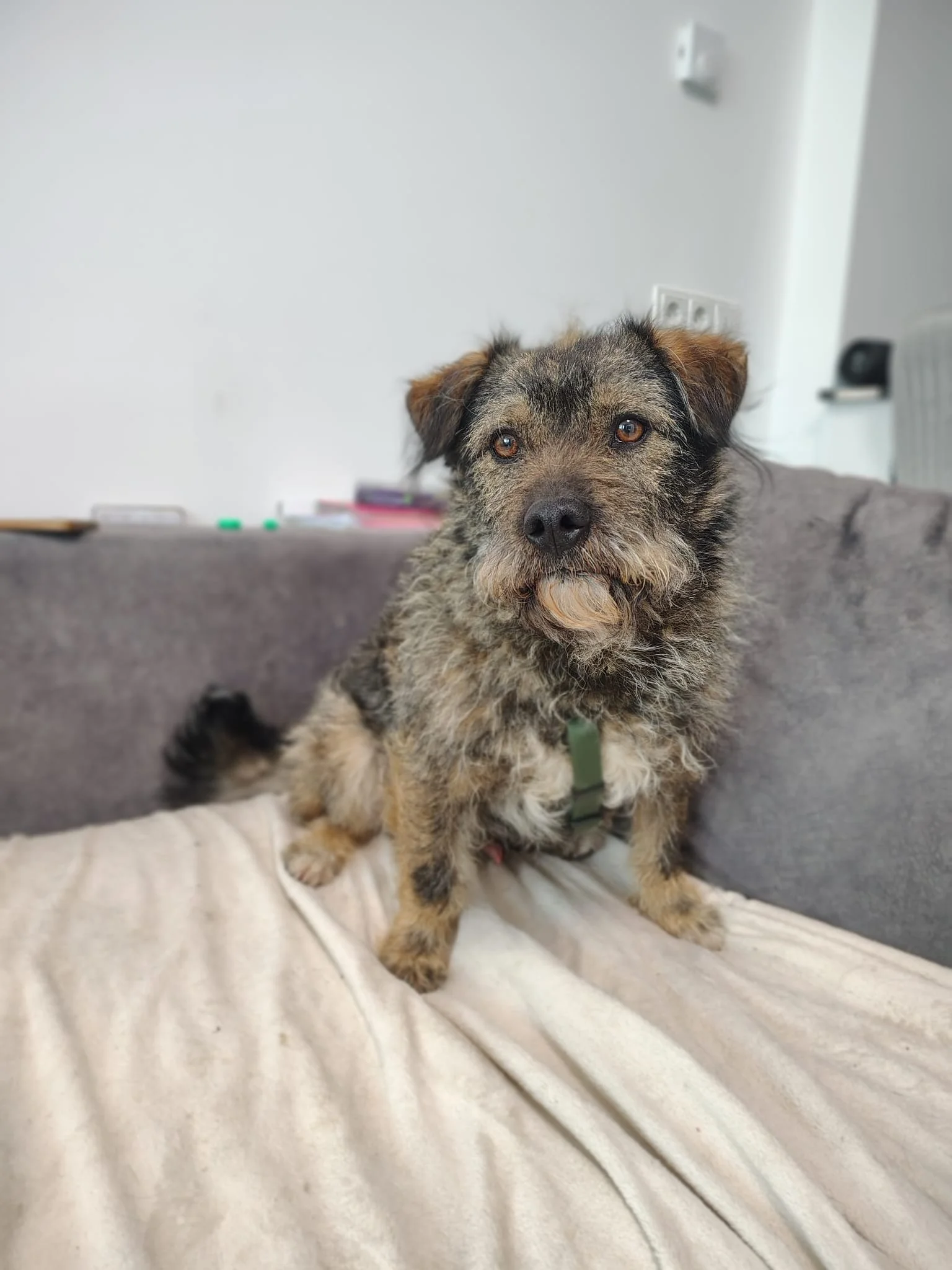 Rufus_a827a168-13ef-4559-920f-a96cb6025451.JPG