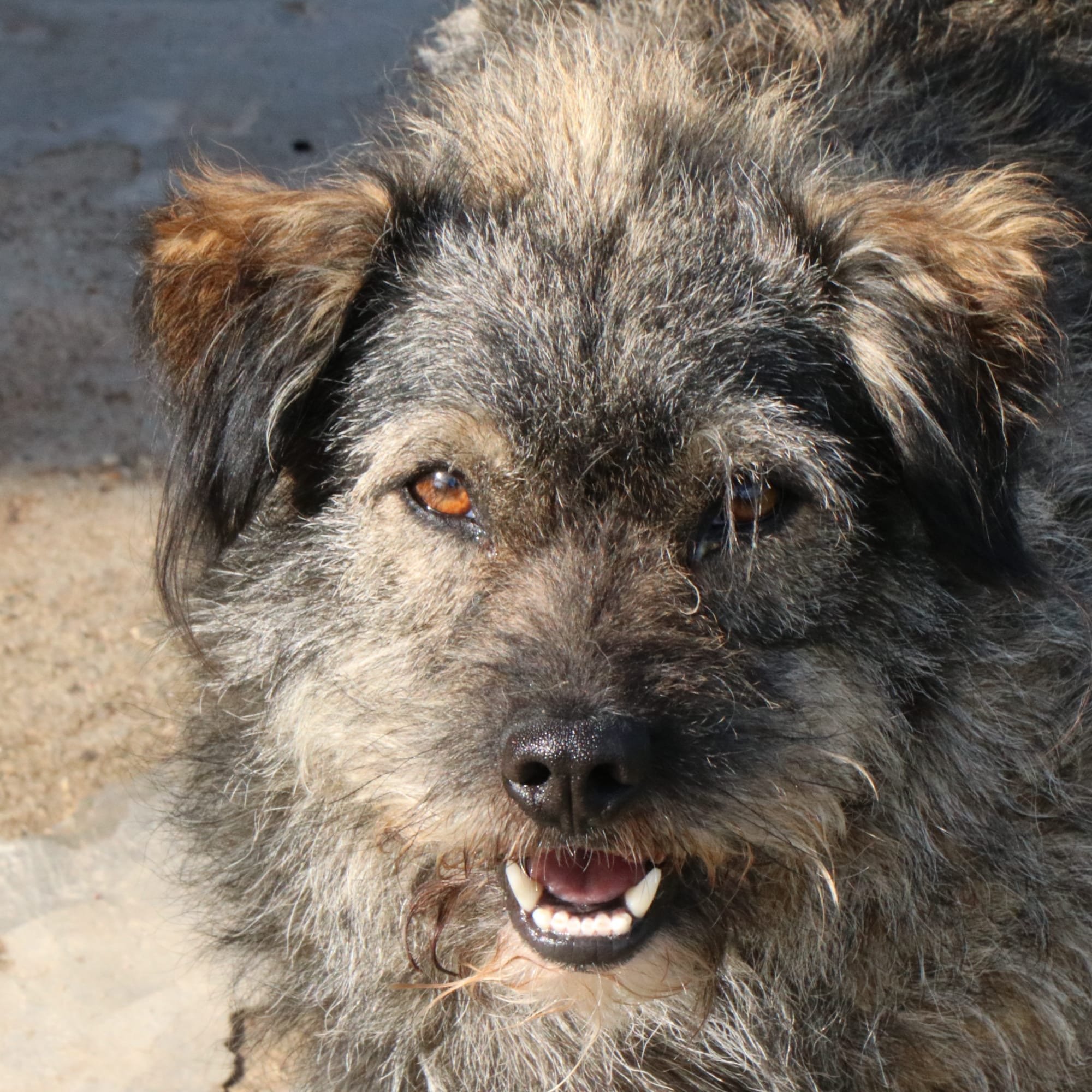 Rufus_a221a019-ec6b-4a96-ab70-b8a6e36d0034.JPG