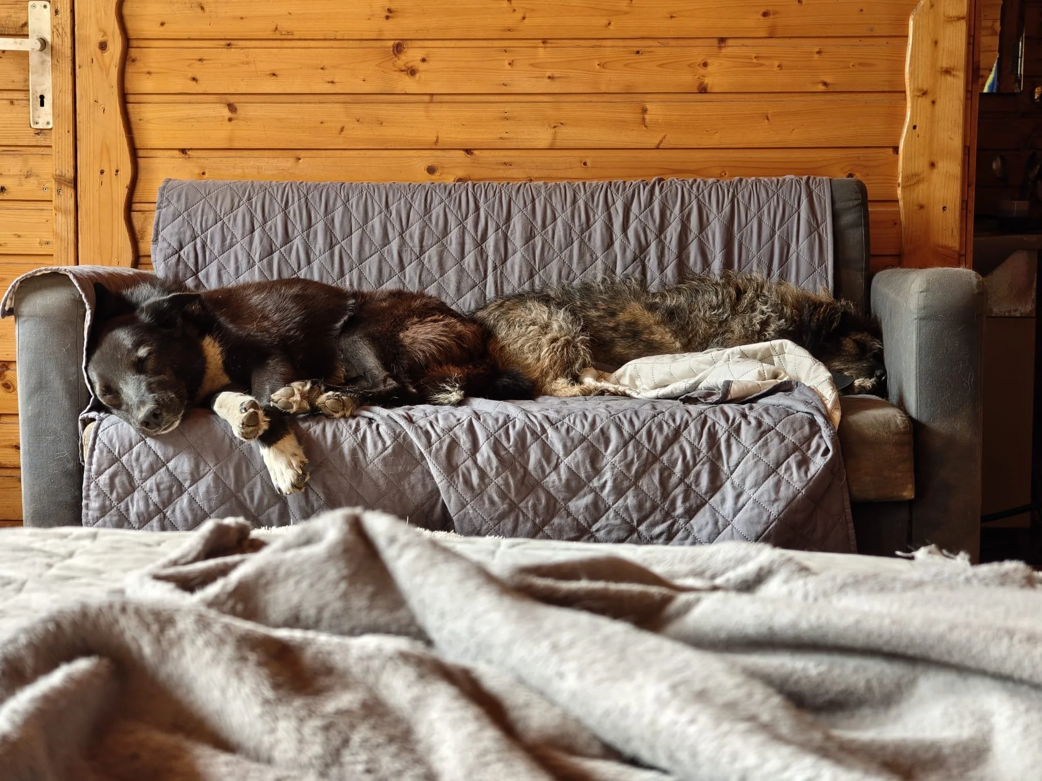 Rufus_8c61e358-f562-4c8b-b128-e2c40facffec.JPG