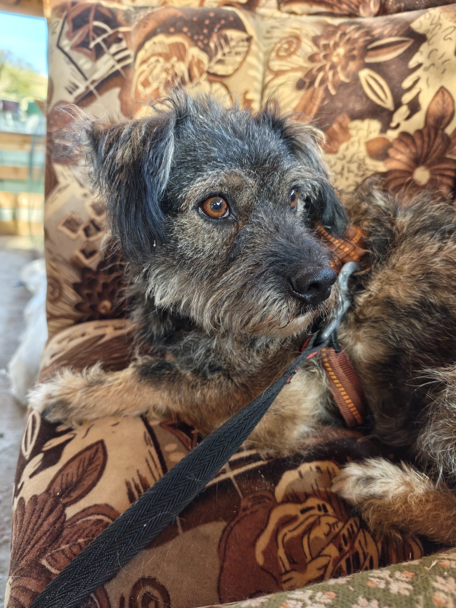 Rufus_8e1edb8b-f8b6-47c7-b26c-65a6090f1d7c.JPG