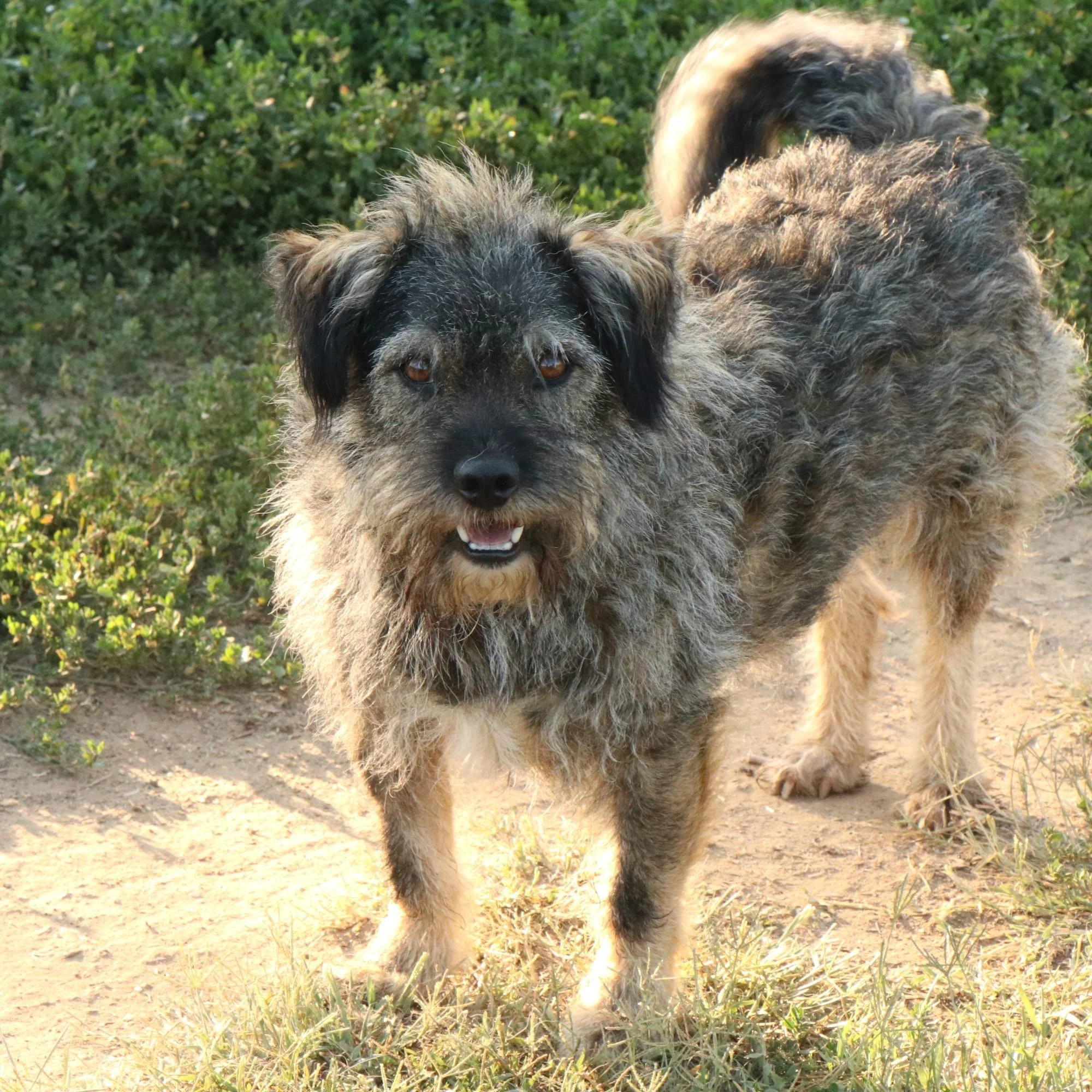 Rufus_8feb4540-ceed-4283-8ae6-84c8e7b662c0.JPG