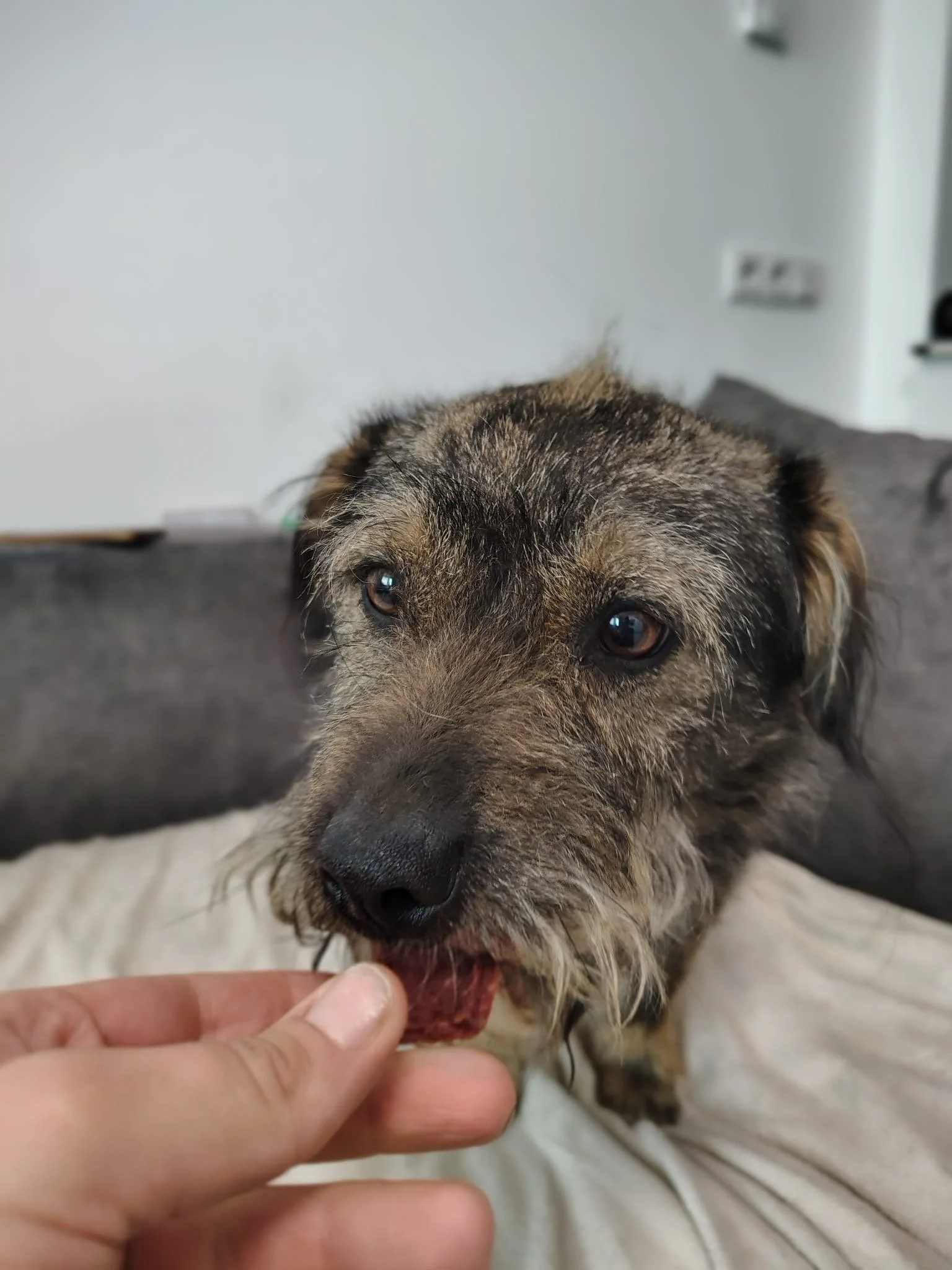 Rufus_58cb10a5-cb5b-4ab1-8c04-6da2ff267204.JPG