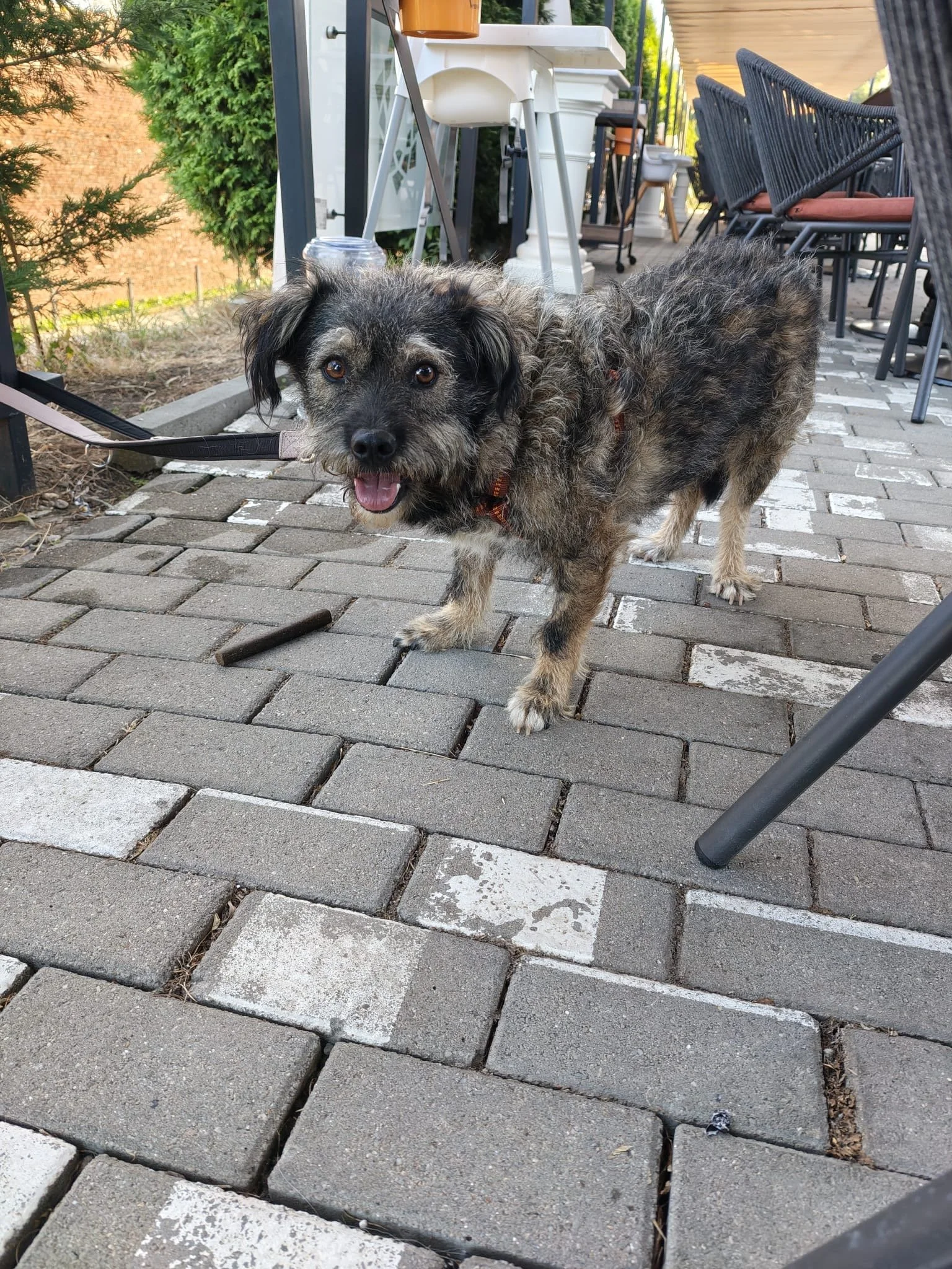 Rufus_665b328d-42a2-4ef8-bc6f-506c8e67874c.JPG