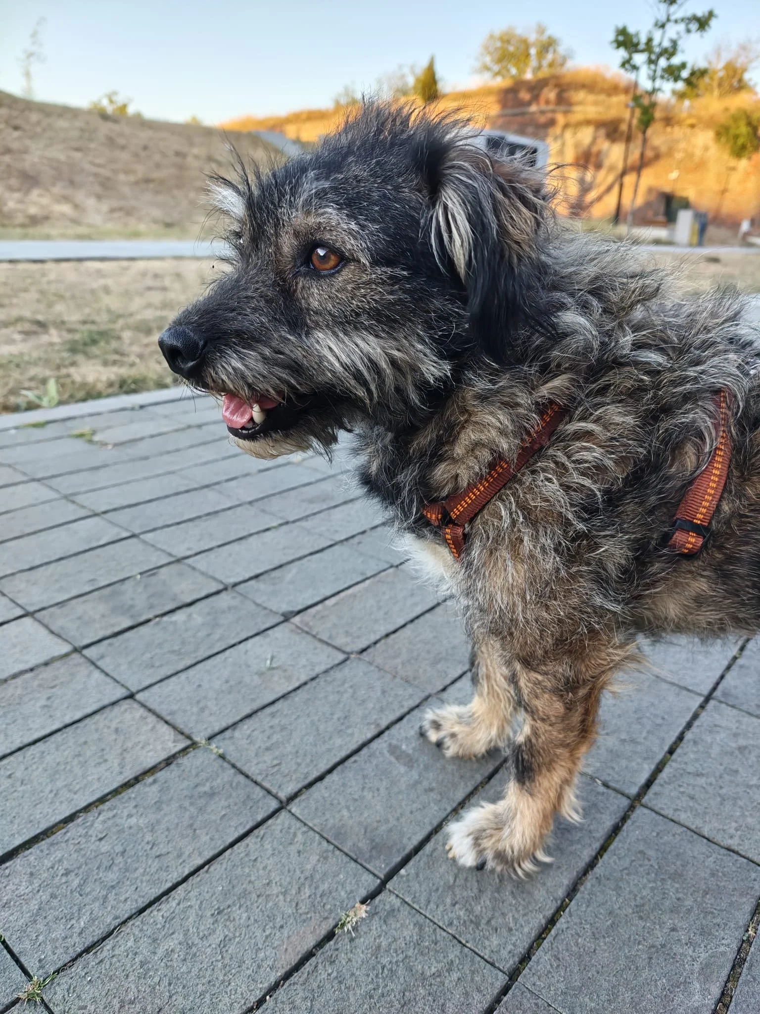 Rufus_0a25e0a0-4786-47a0-ad97-fa6dad127ef2.JPG