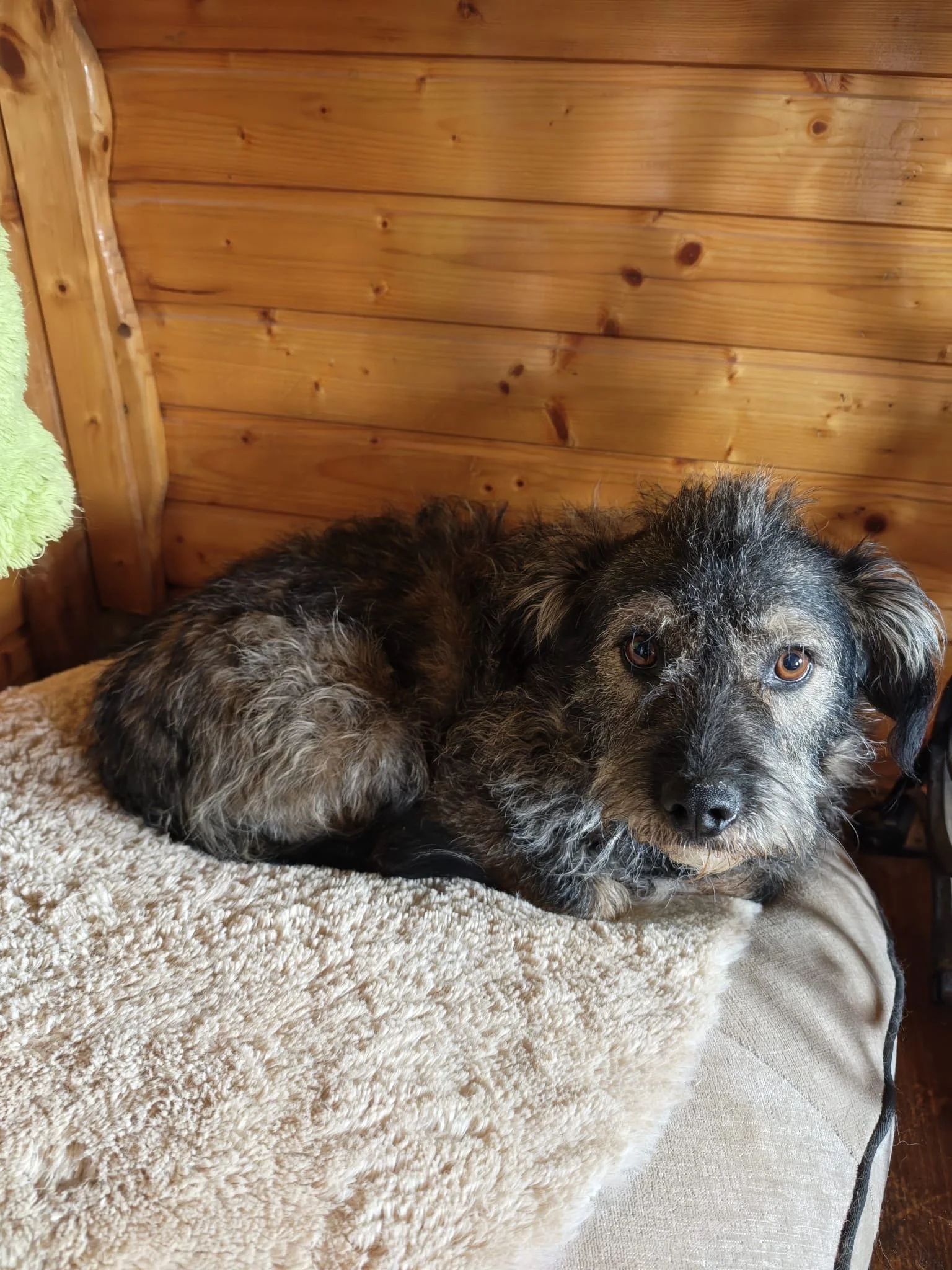 Rufus_7bcfcf32-2b8c-46e6-8b24-4c70001dd2b4.JPG